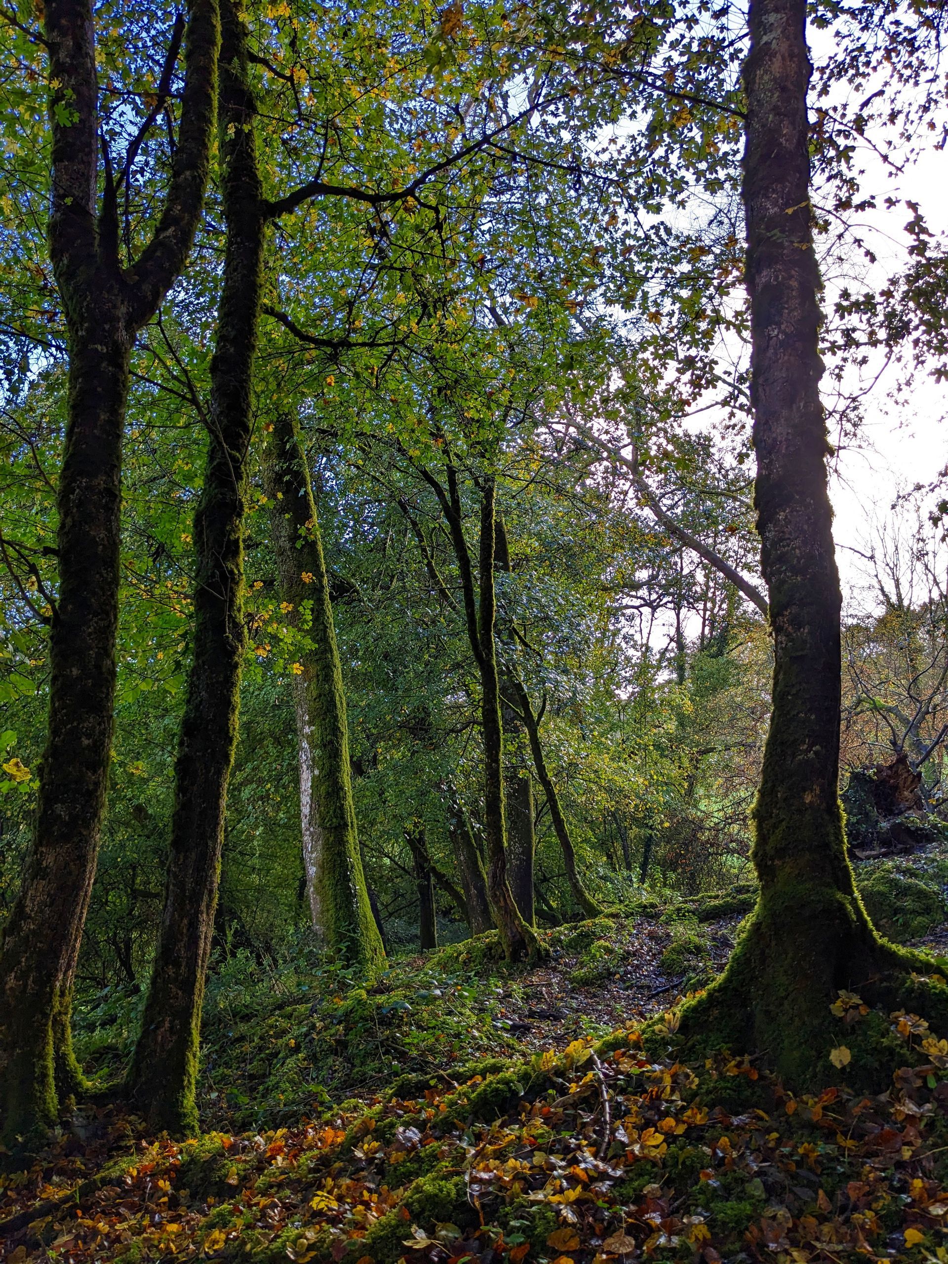 Trees Gallery - Photograph by Sue Cartwright, Spiral Leaf