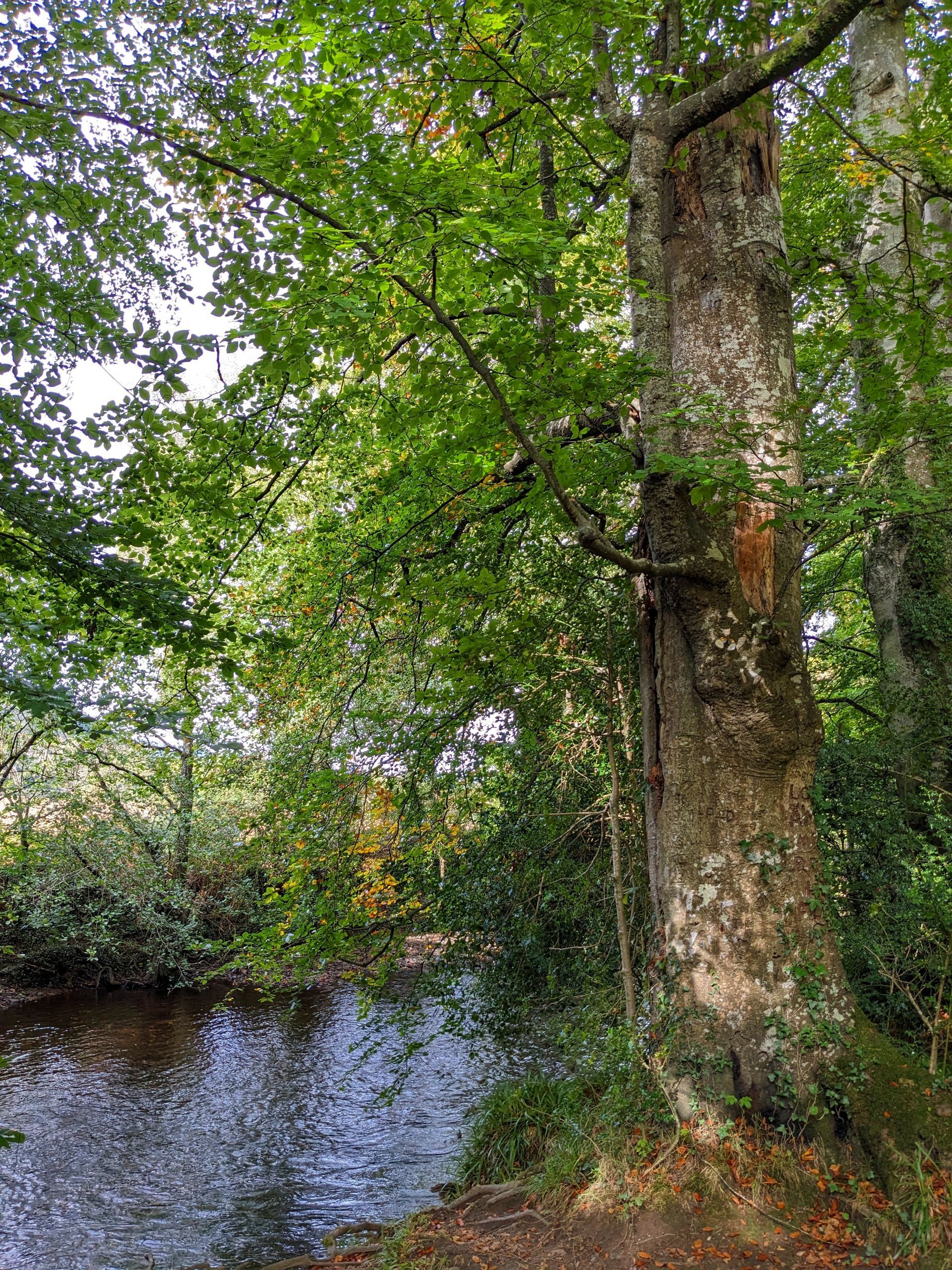 Trees Gallery - Photograph by Sue Cartwright, Spiral Leaf