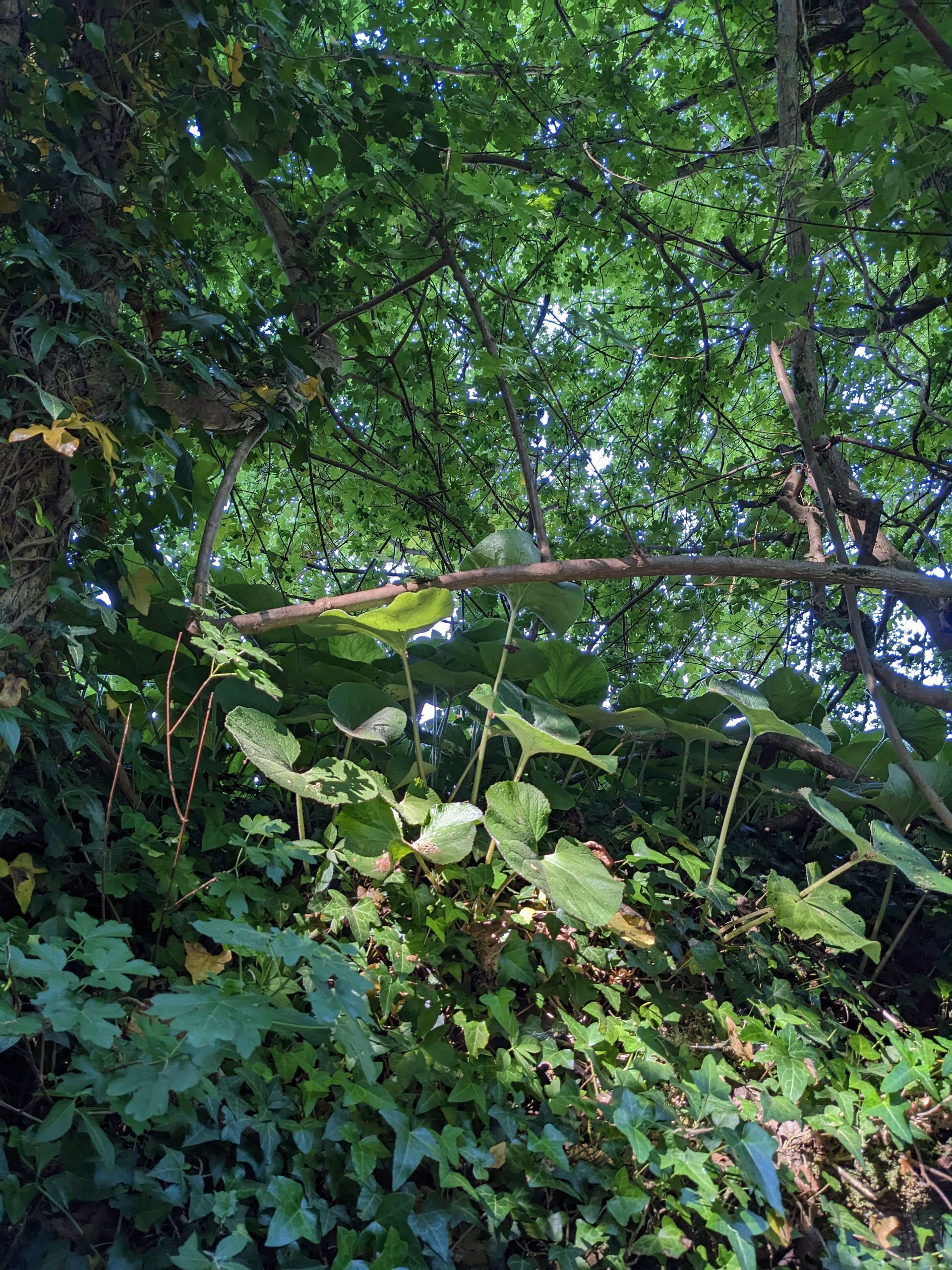 Trees Gallery - Photograph by Sue Cartwright, Spiral Leaf