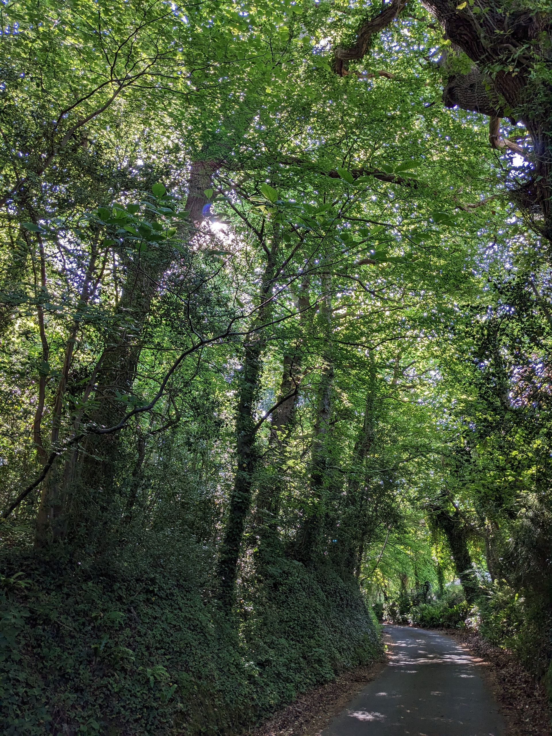 Trees Gallery - Photograph by Sue Cartwright, Spiral Leaf