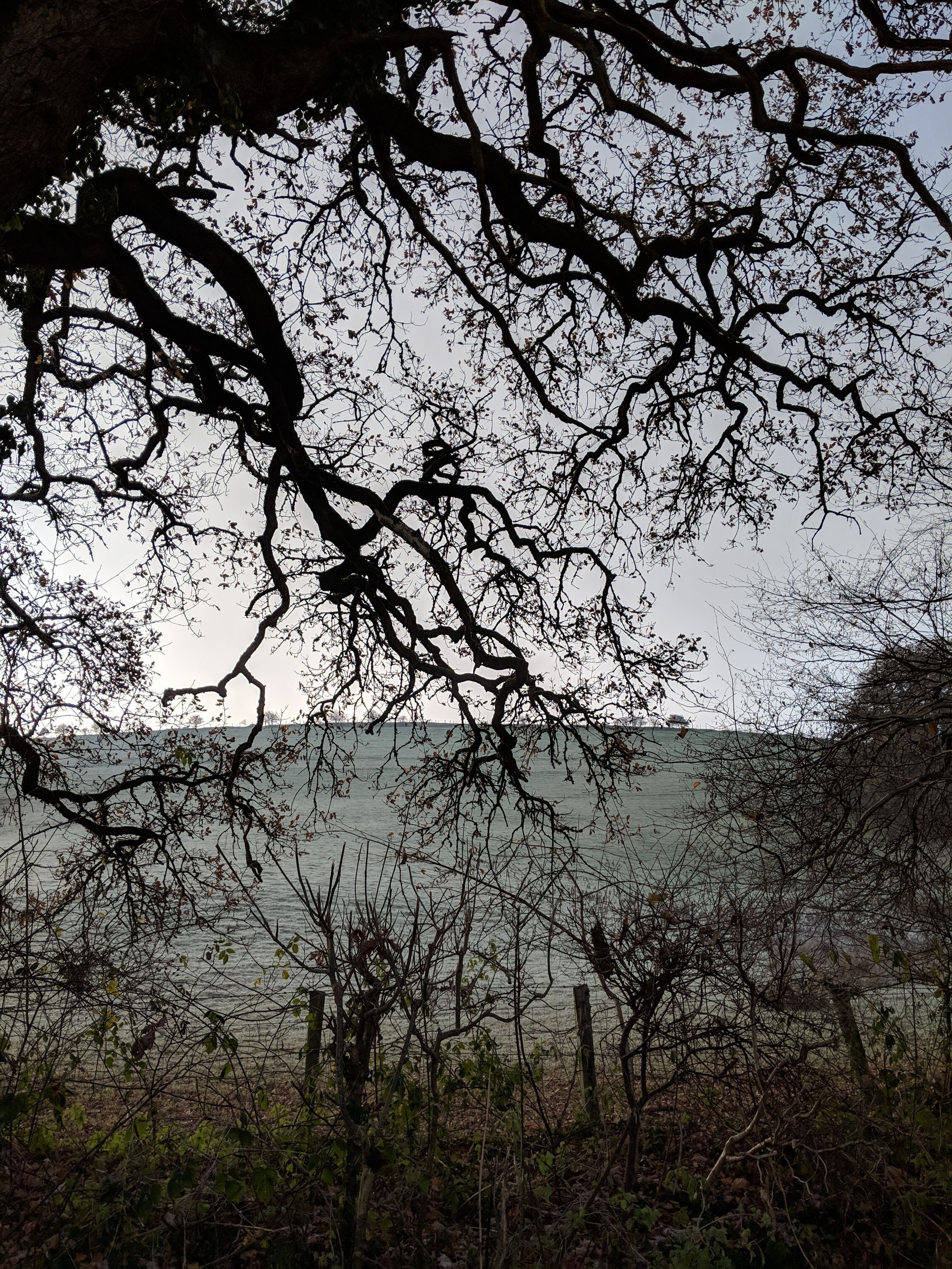 Trees Gallery - Photograph by Sue Cartwright, Spiral Leaf