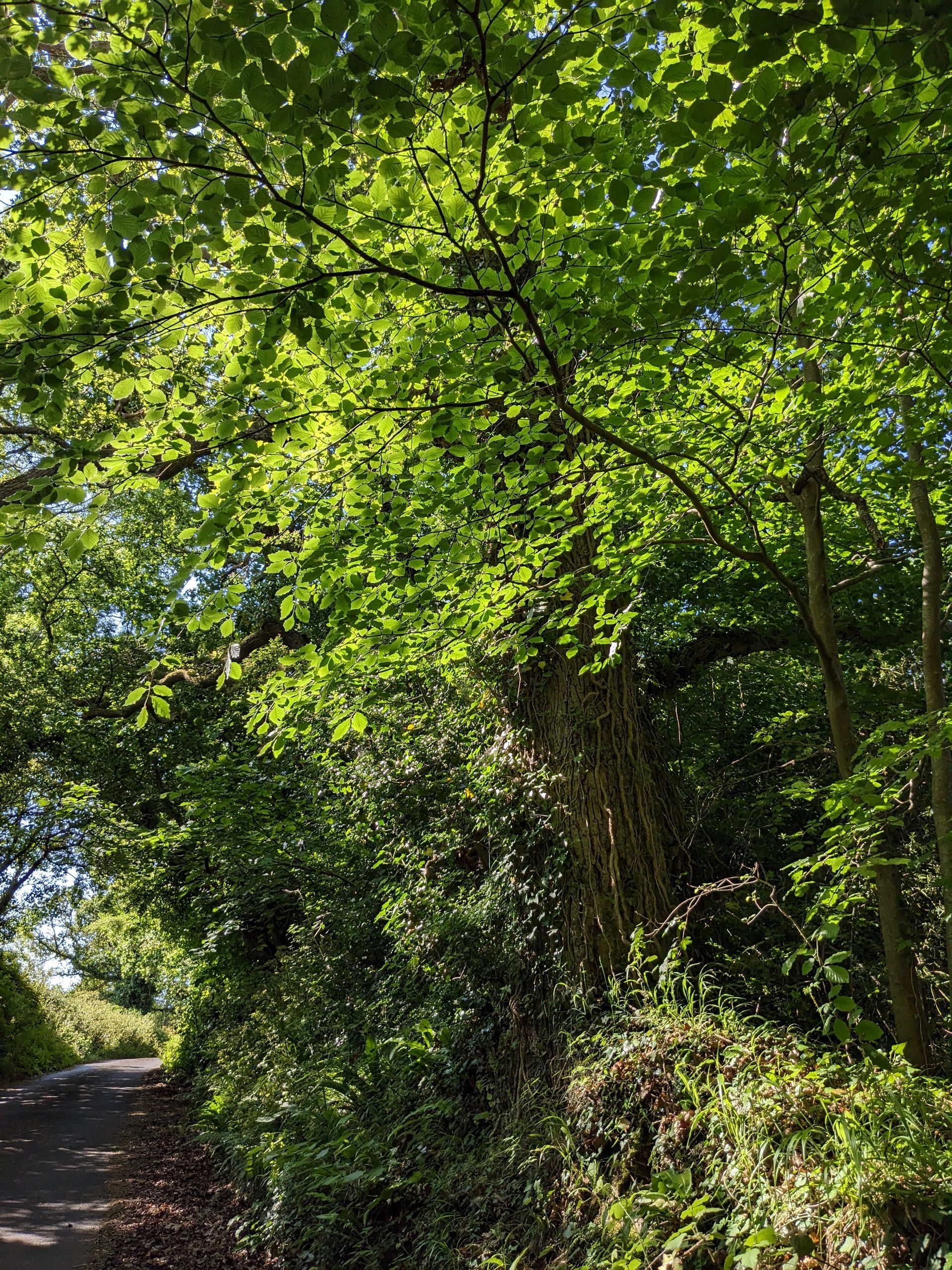 Trees Gallery - Photograph by Sue Cartwright, Spiral Leaf