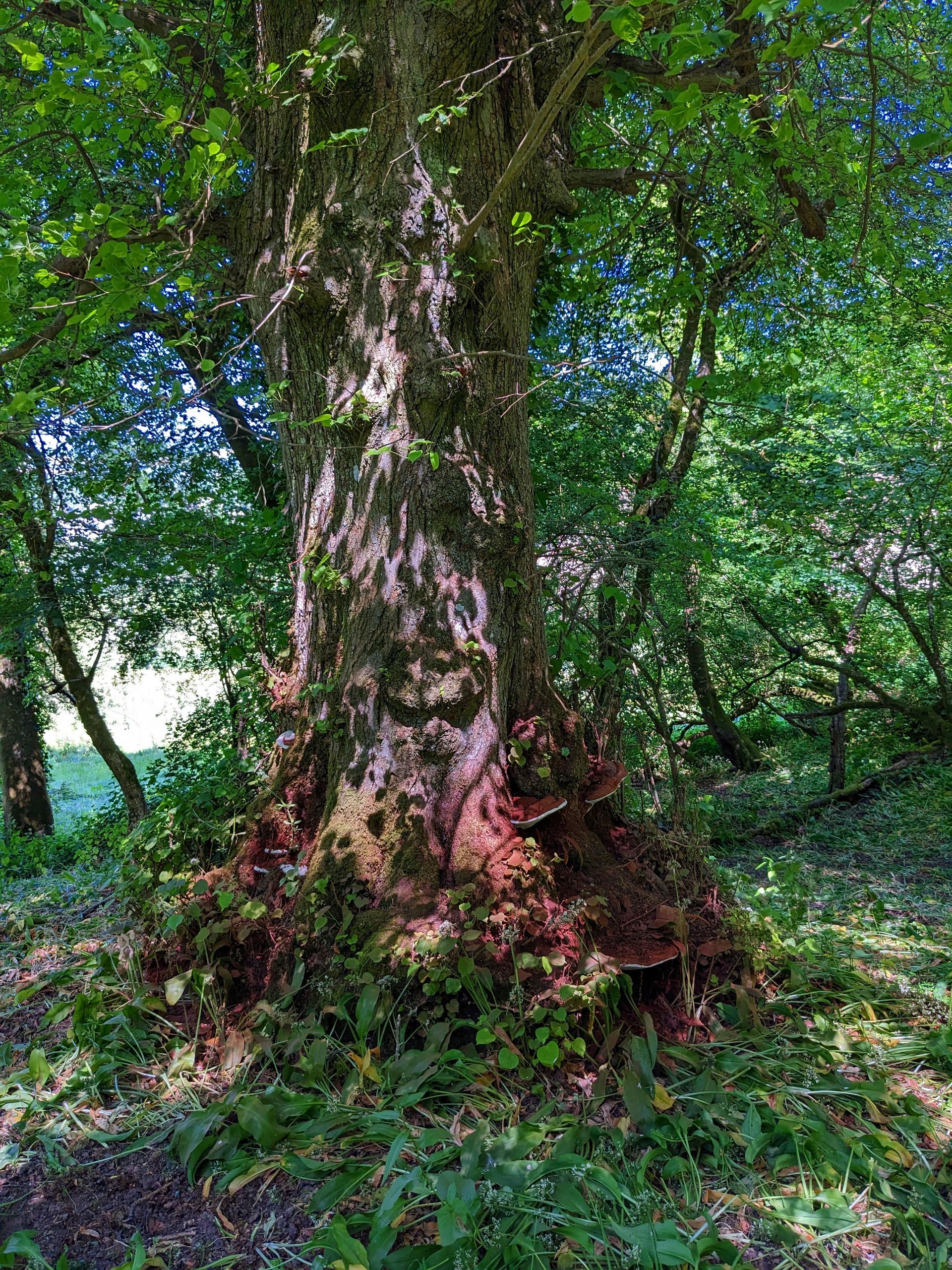 Trees Gallery - Photograph by Sue Cartwright, Spiral Leaf