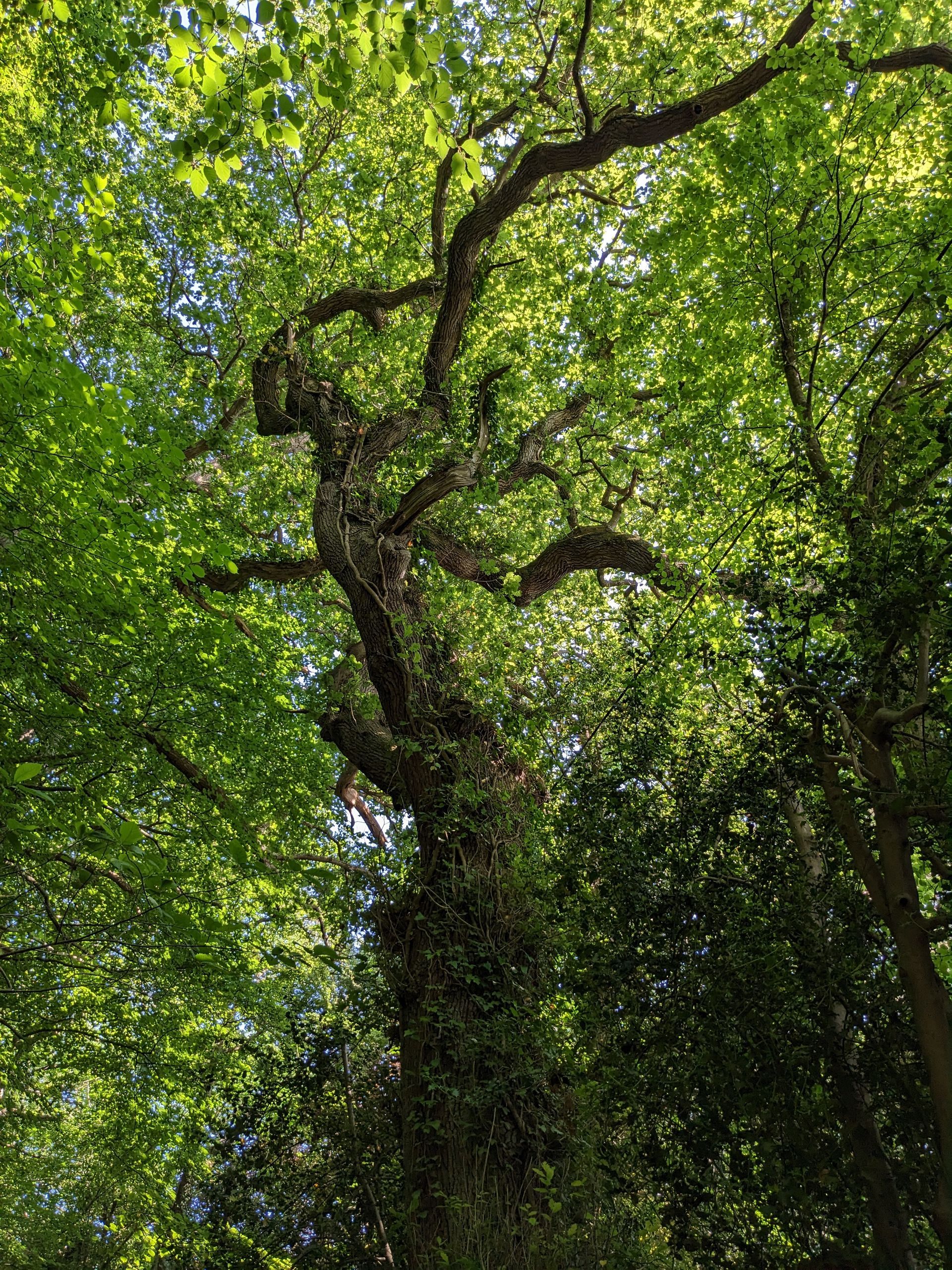 Trees Gallery - Photograph by Sue Cartwright, Spiral Leaf