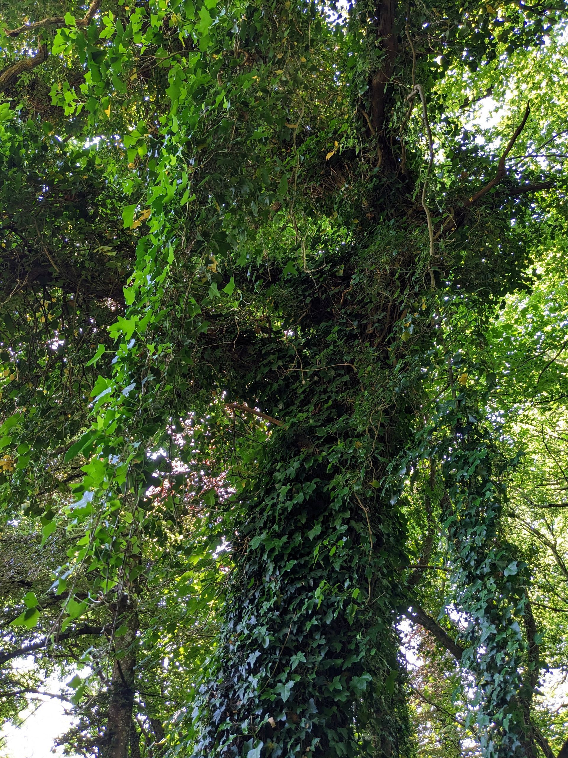 Trees Gallery - Photograph by Sue Cartwright, Spiral Leaf