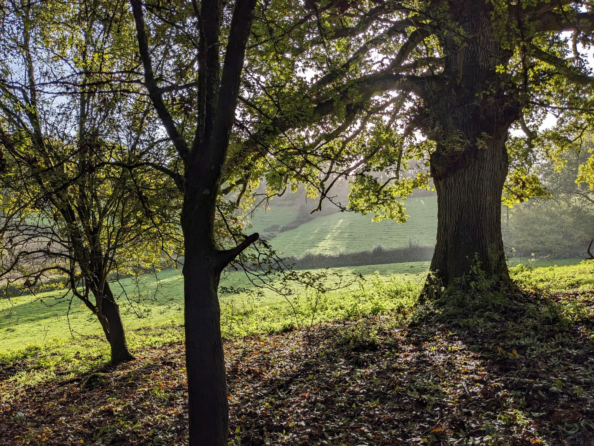 Trees Gallery - Photograph by Sue Cartwright, Spiral Leaf