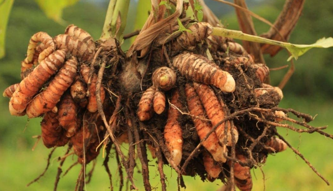 A Healing Spice (Tumeric) by Sue Cartwright, Spiral Leaf