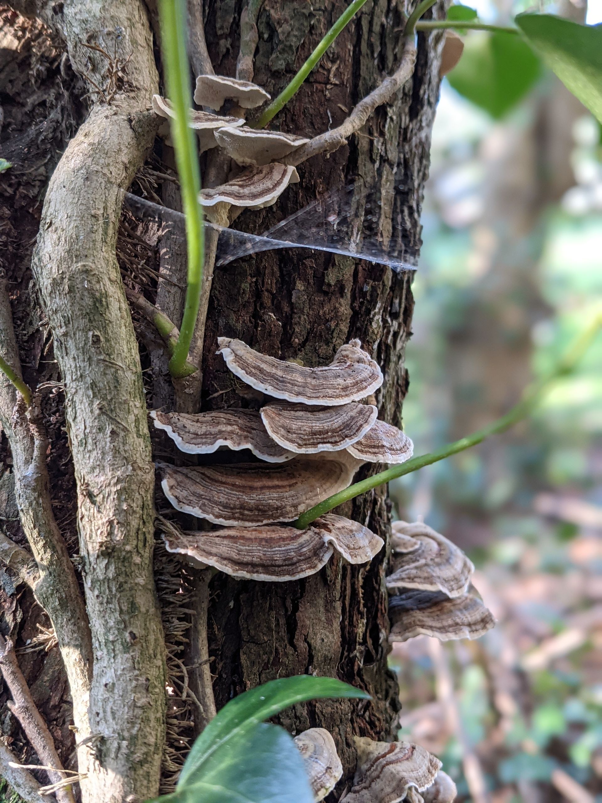 A Healing Fungi (Turkey Tail) - Sue Cartwright, Spiral Leaf