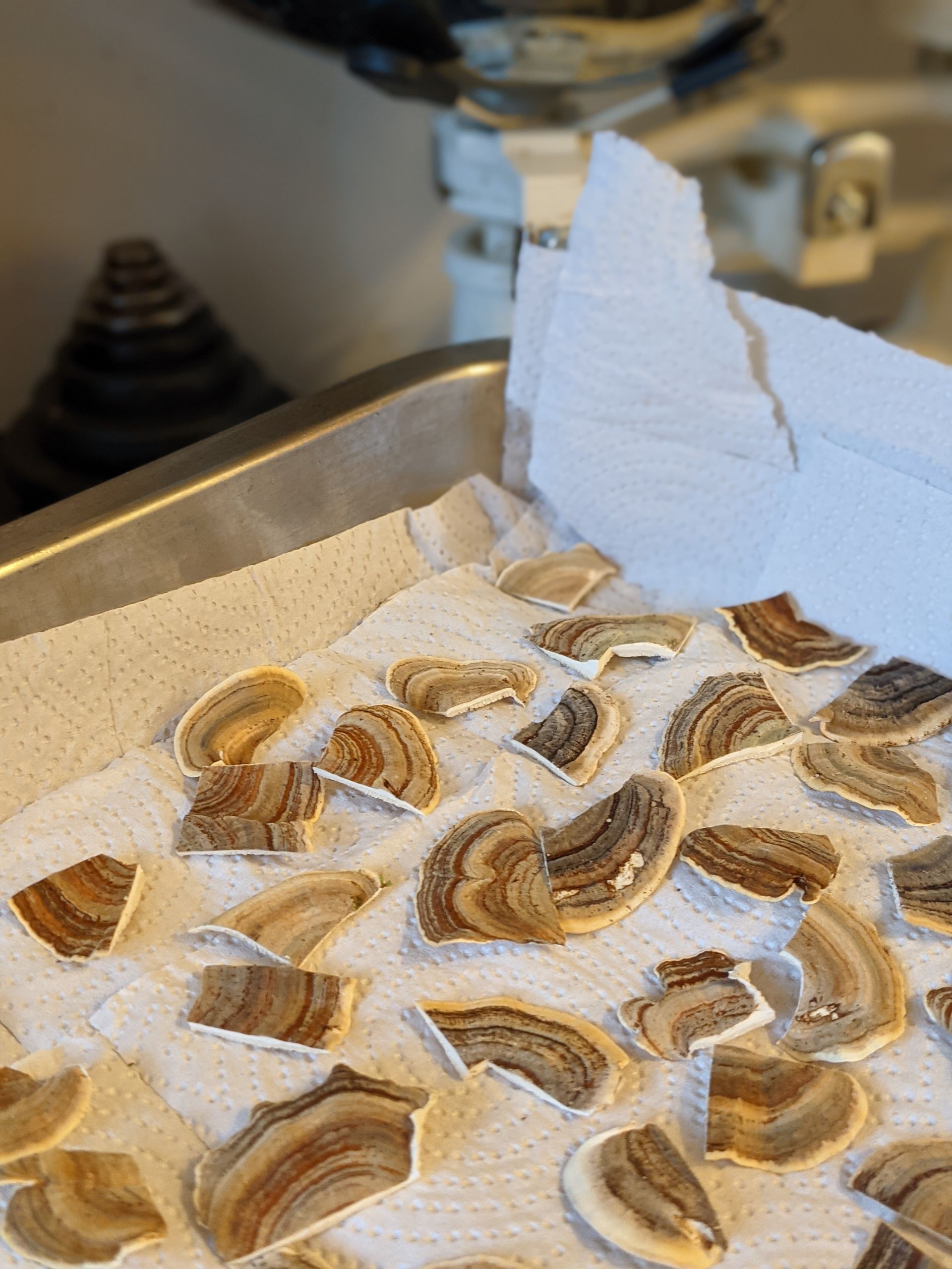 A Healing Fungi (Turkey Tail) - Sue Cartwright, Spiral Leaf