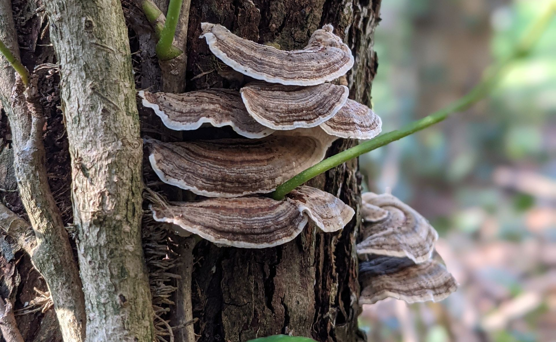 A Healing Fungi (Turkey Tail) by Sue Cartwright, Spiral Leaf