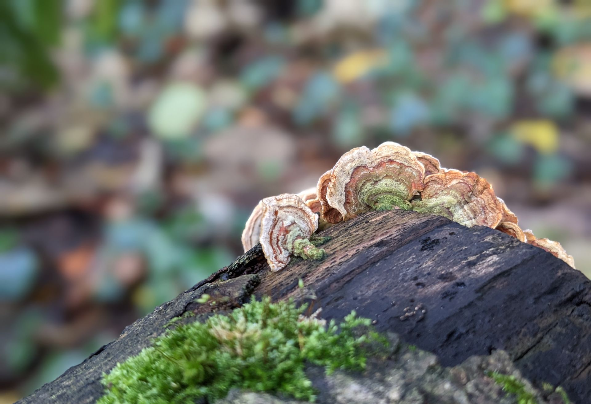 A Healing Spice (Mace) by Sue Cartwright, Spiral Leaf