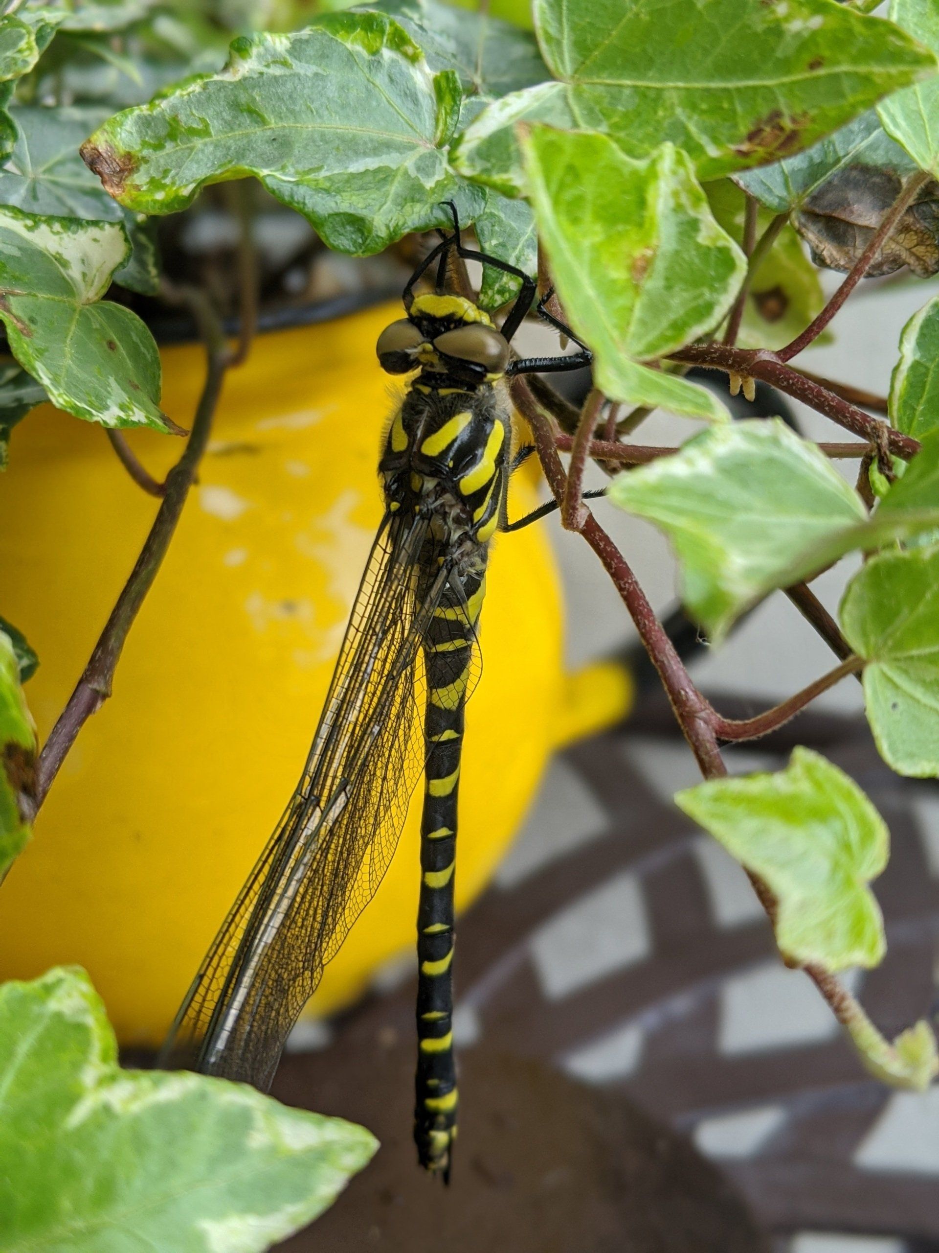 Sacred Space Gallery - Photographs by Sue Cartwright, Spiral Leaf
