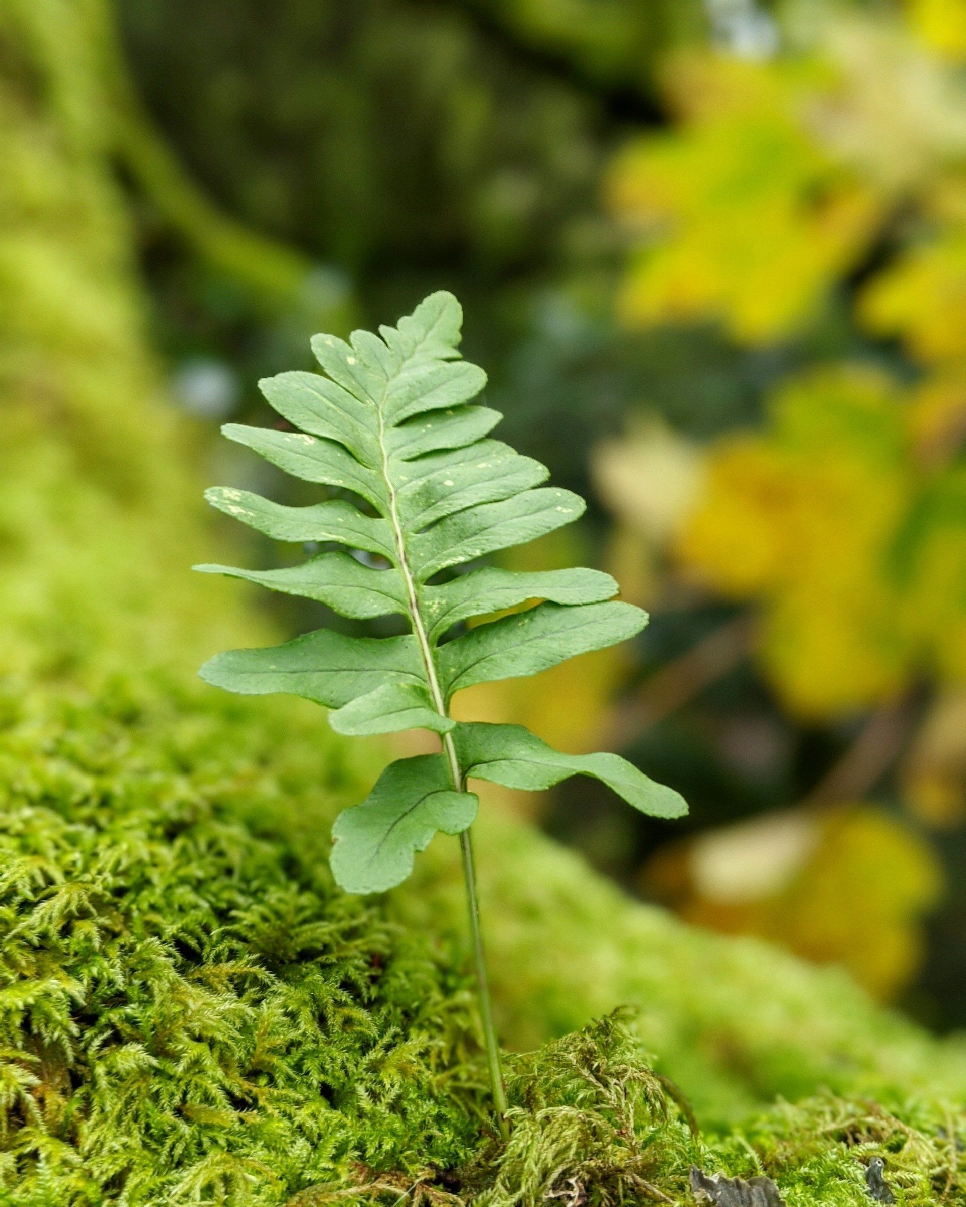 Woodland Gallery - Photograph by Sue Cartwright, Spiral Leaf
