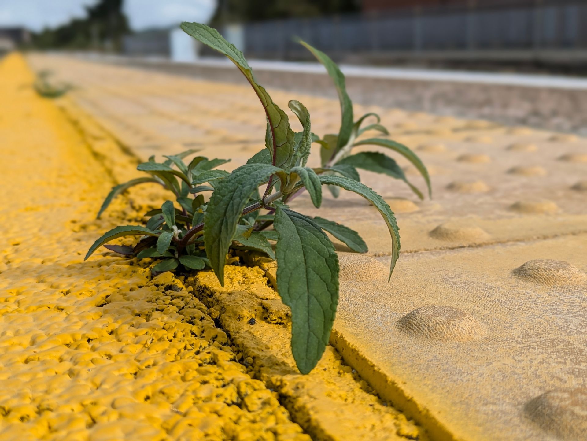 Urban Wild Gallery by Sue Cartwright, Spiral Leaf