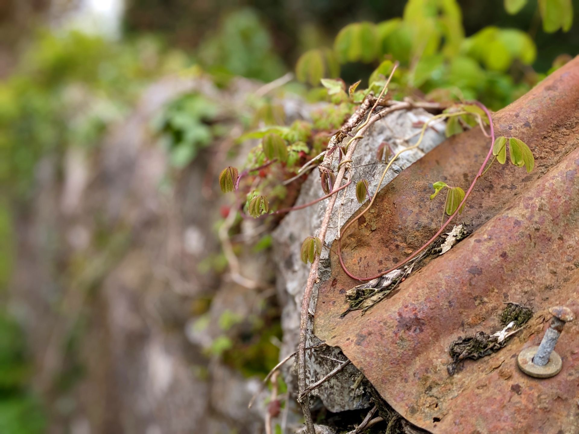 Urban Wild Gallery - Photograph by Sue Cartwright, Spiral Leaf