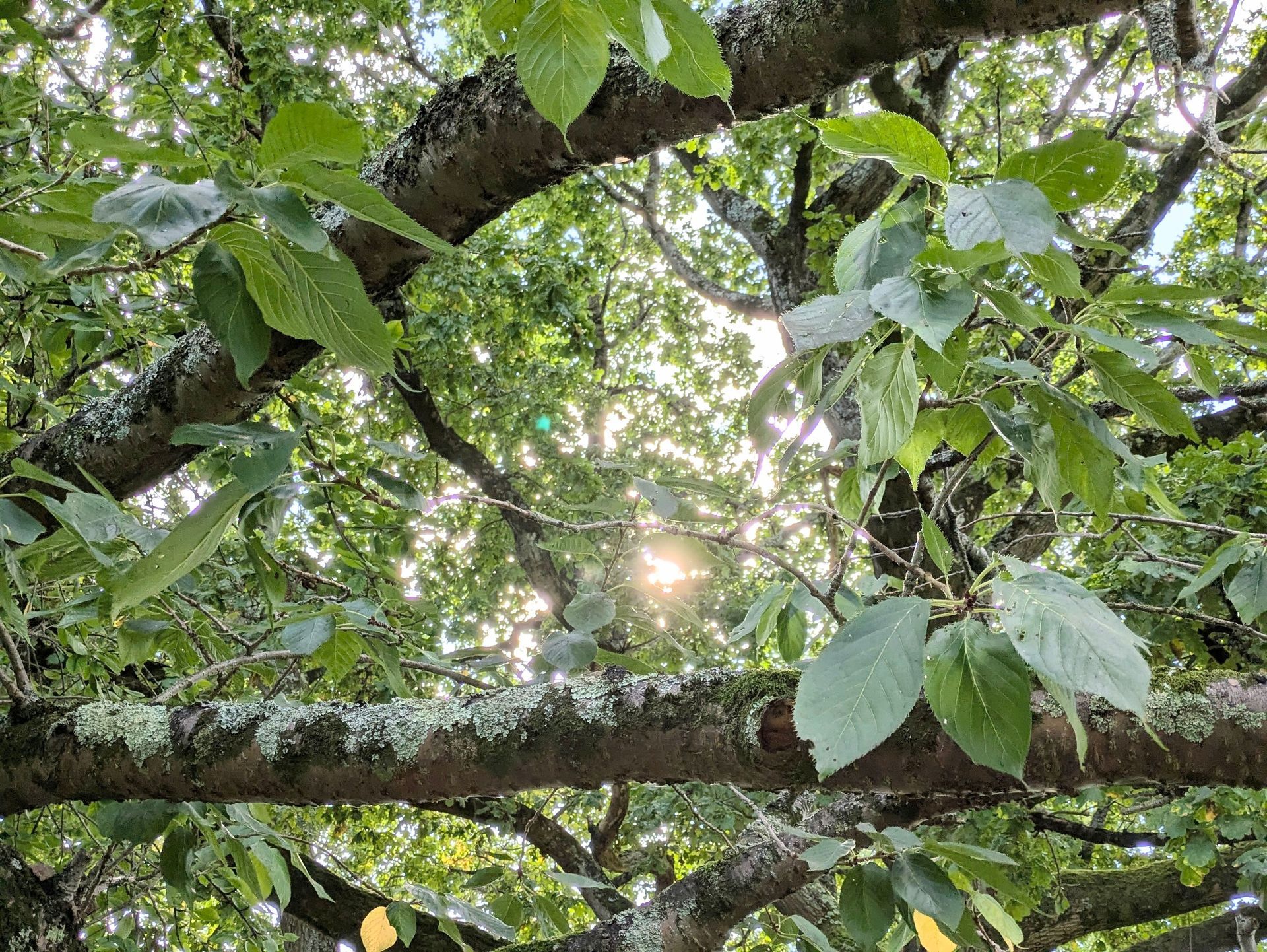 Urban Wild Gallery - Photograph by Sue Cartwright, Spiral Leaf