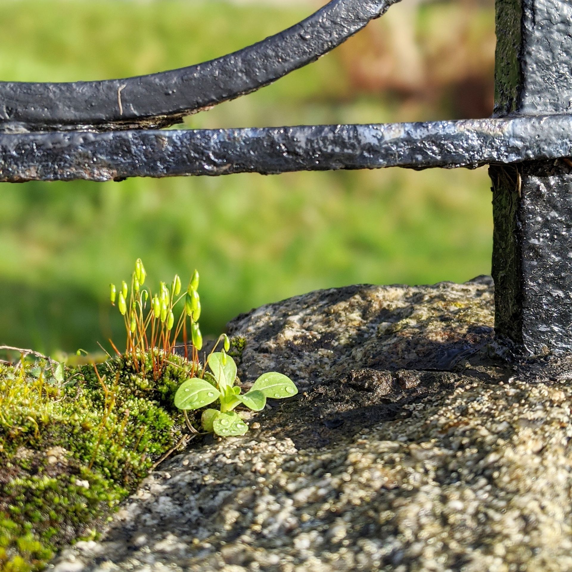Urban Wild Gallery - Photograph by Sue Cartwright, Spiral Leaf
