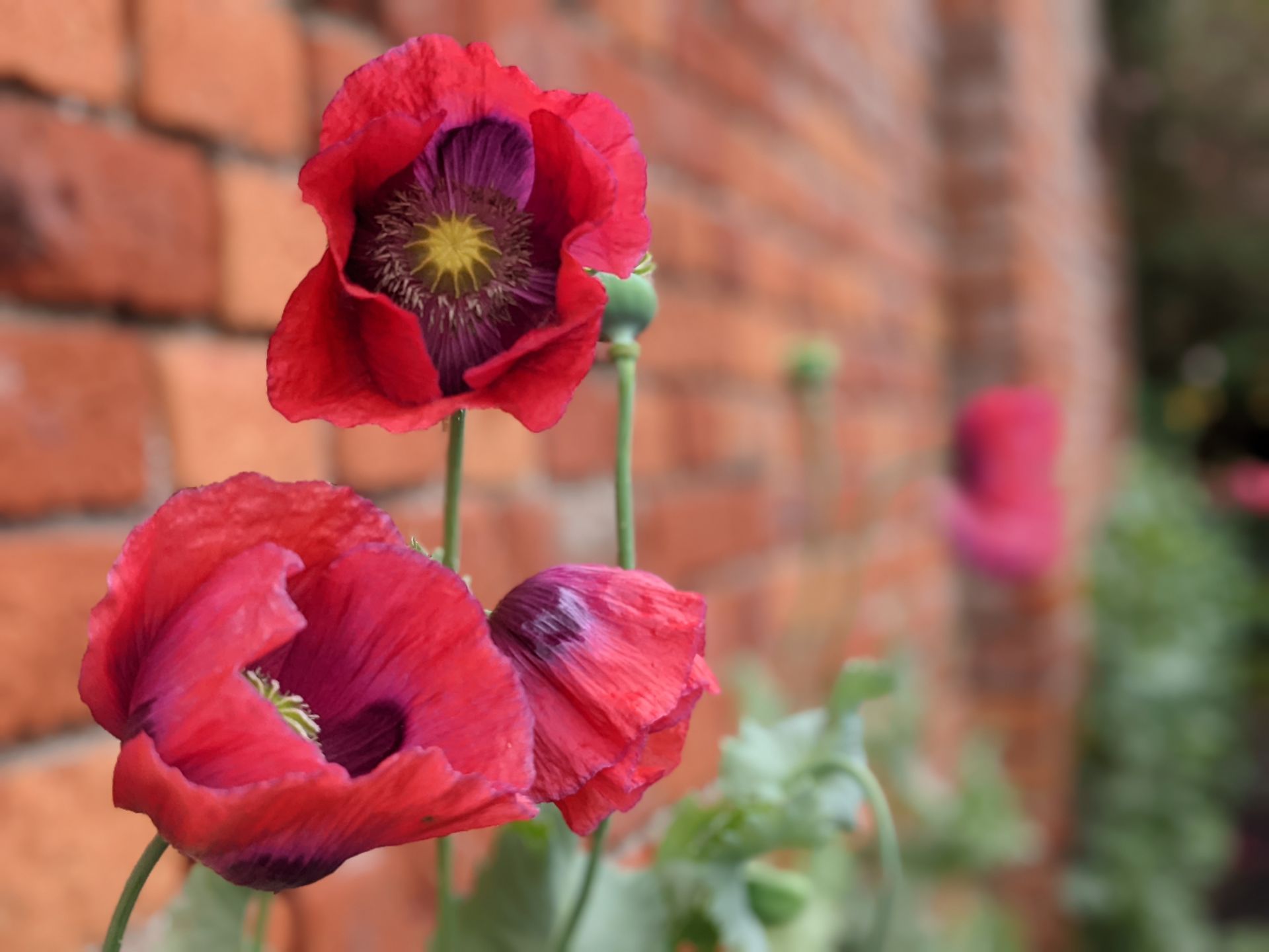 Urban Wild Gallery - Photograph by Sue Cartwright, Spiral Leaf
