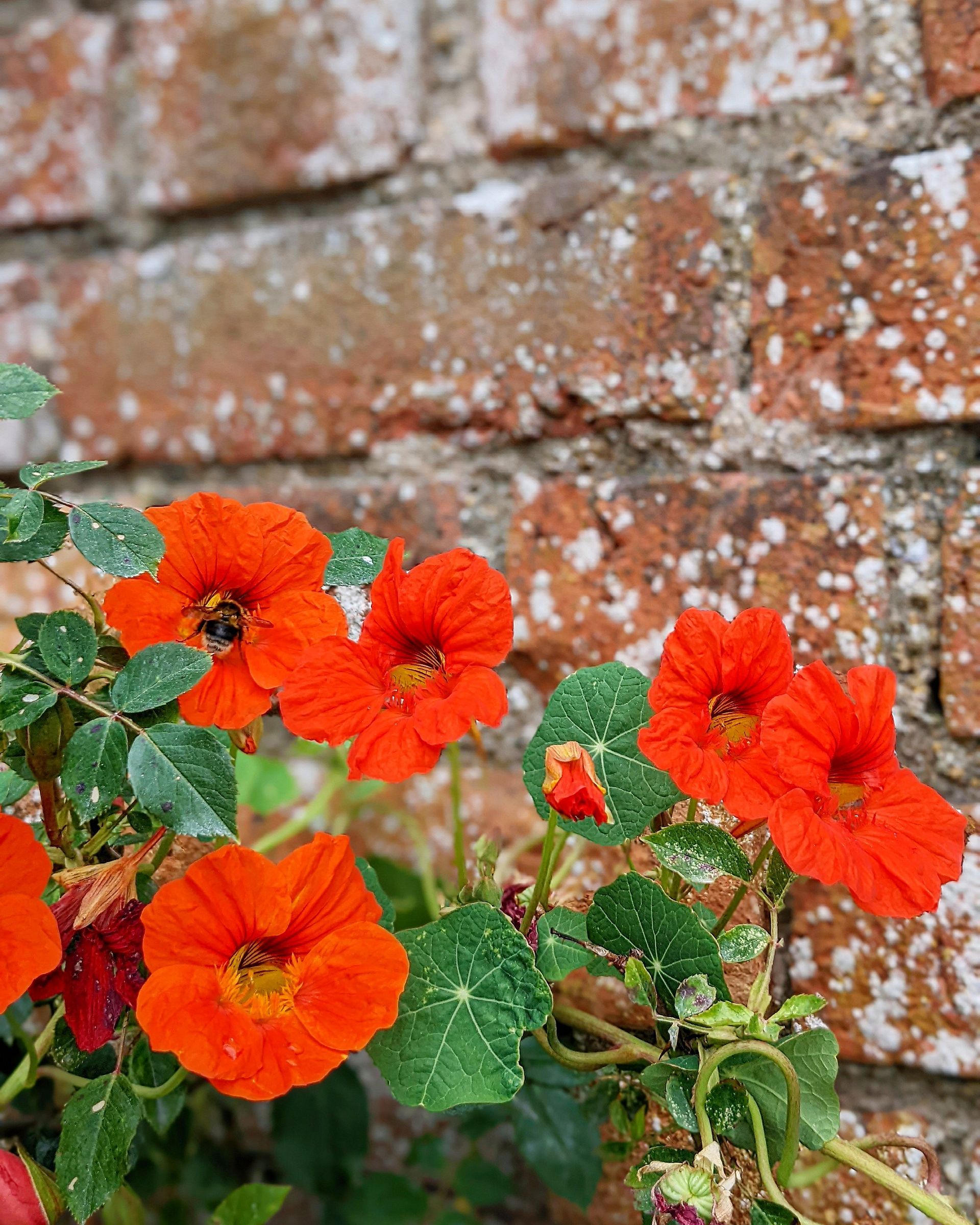 Urban Wild Gallery - Photograph by Sue Cartwright, Spiral Leaf