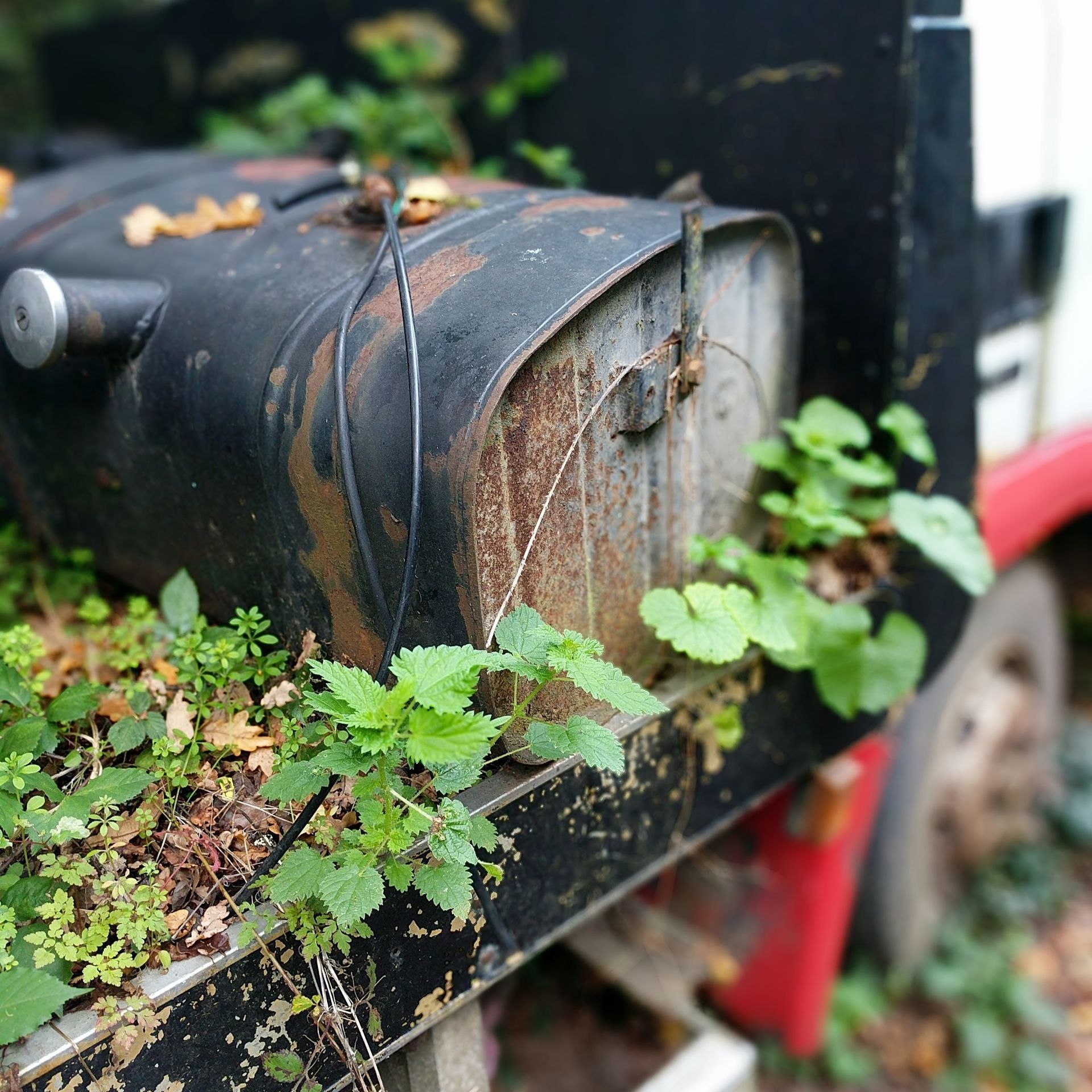 Urban Wild Gallery - Photograph by Sue Cartwright, Spiral Leaf