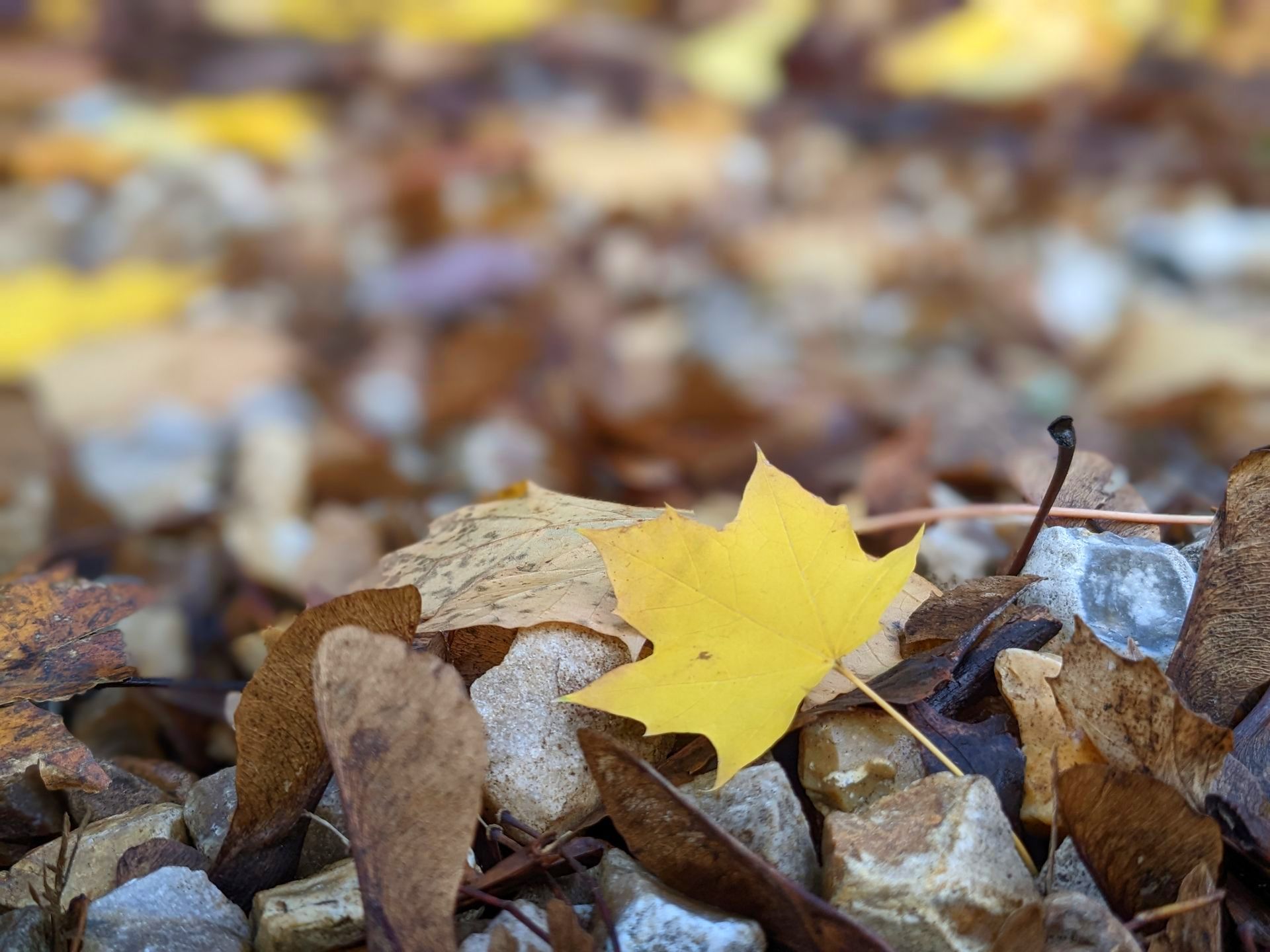 Urban Wild Gallery - Photograph by Sue Cartwright, Spiral Leaf