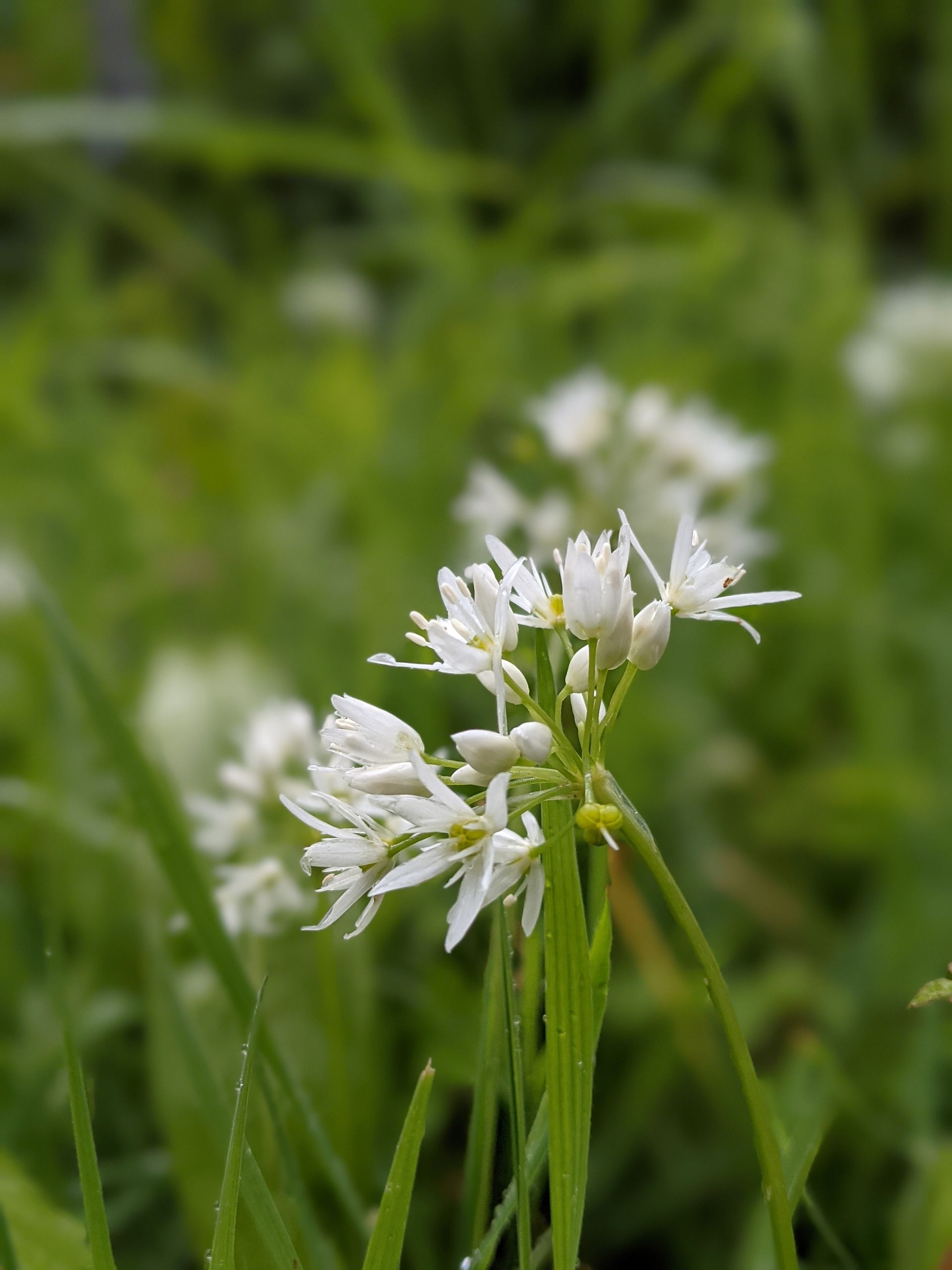 Herbs Gallery - Photograph by Sue Cartwright, Spiral Leaf