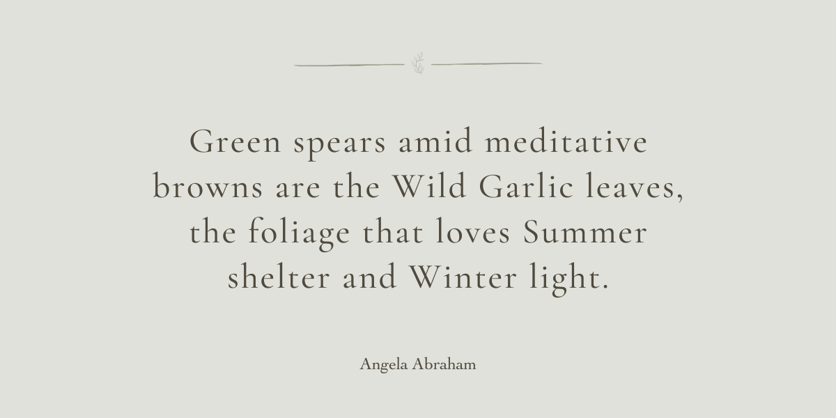 A Healing Herb (Wild Garlic) by Sue Cartwright, Spiral Leaf A Healing Herb (WIld Garlic) by Sue Cartwright, Spiral Leaf
