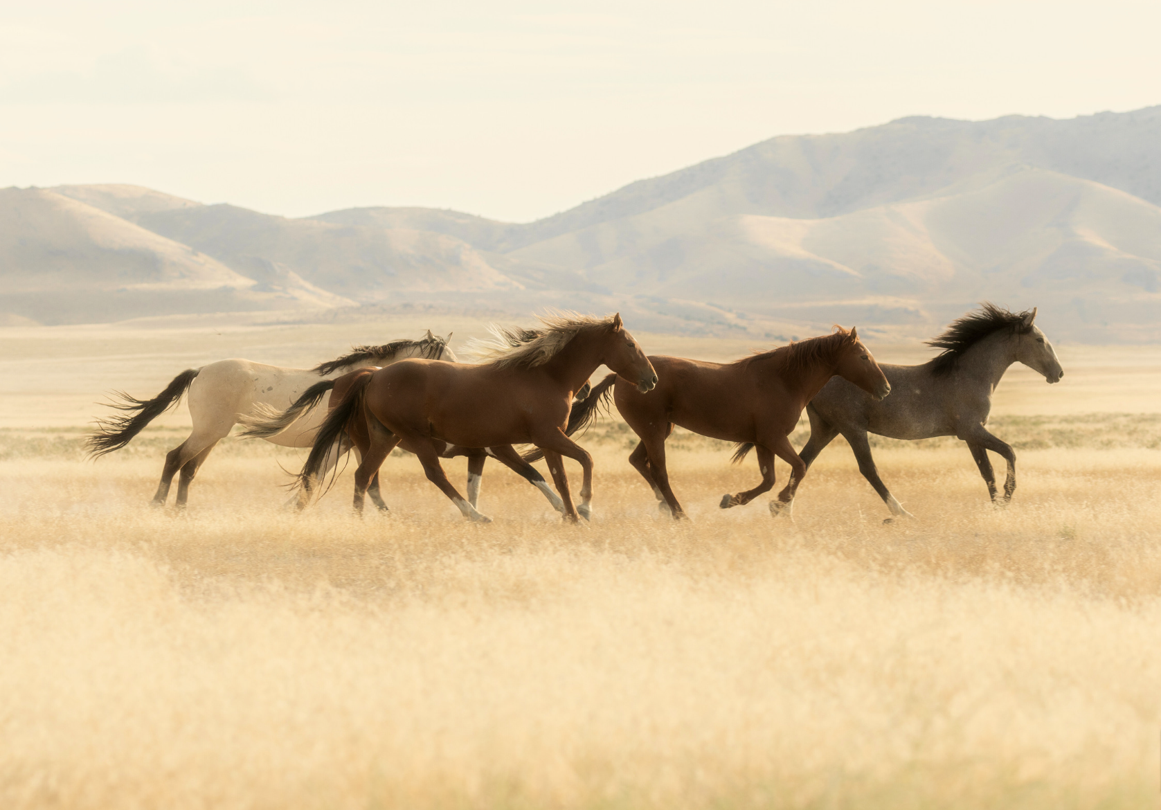 Wild Horses by Sue Cartwright, Spiral Leaf