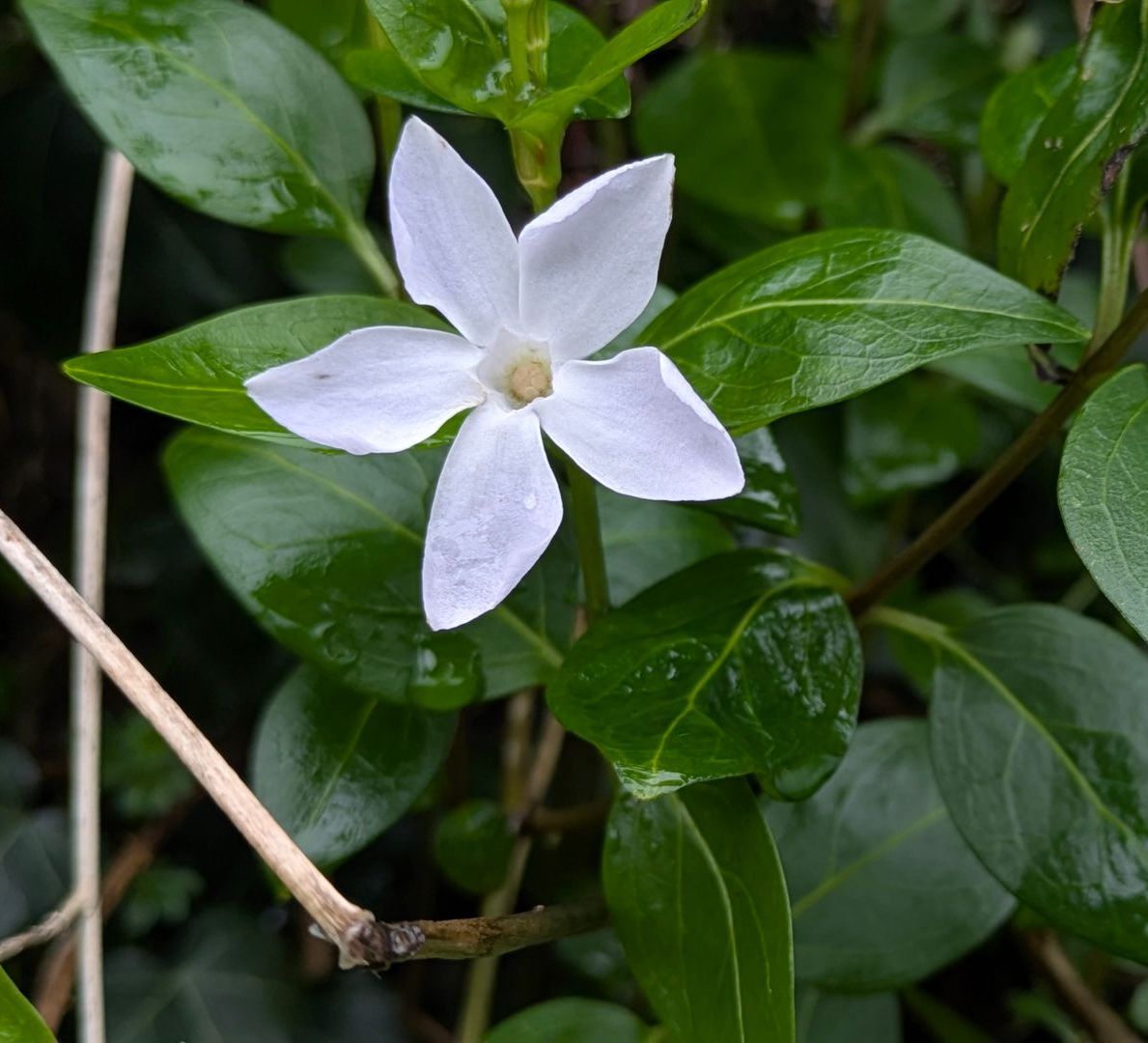 Spring Treasures by Sue Cartwright, Spiral Leaf