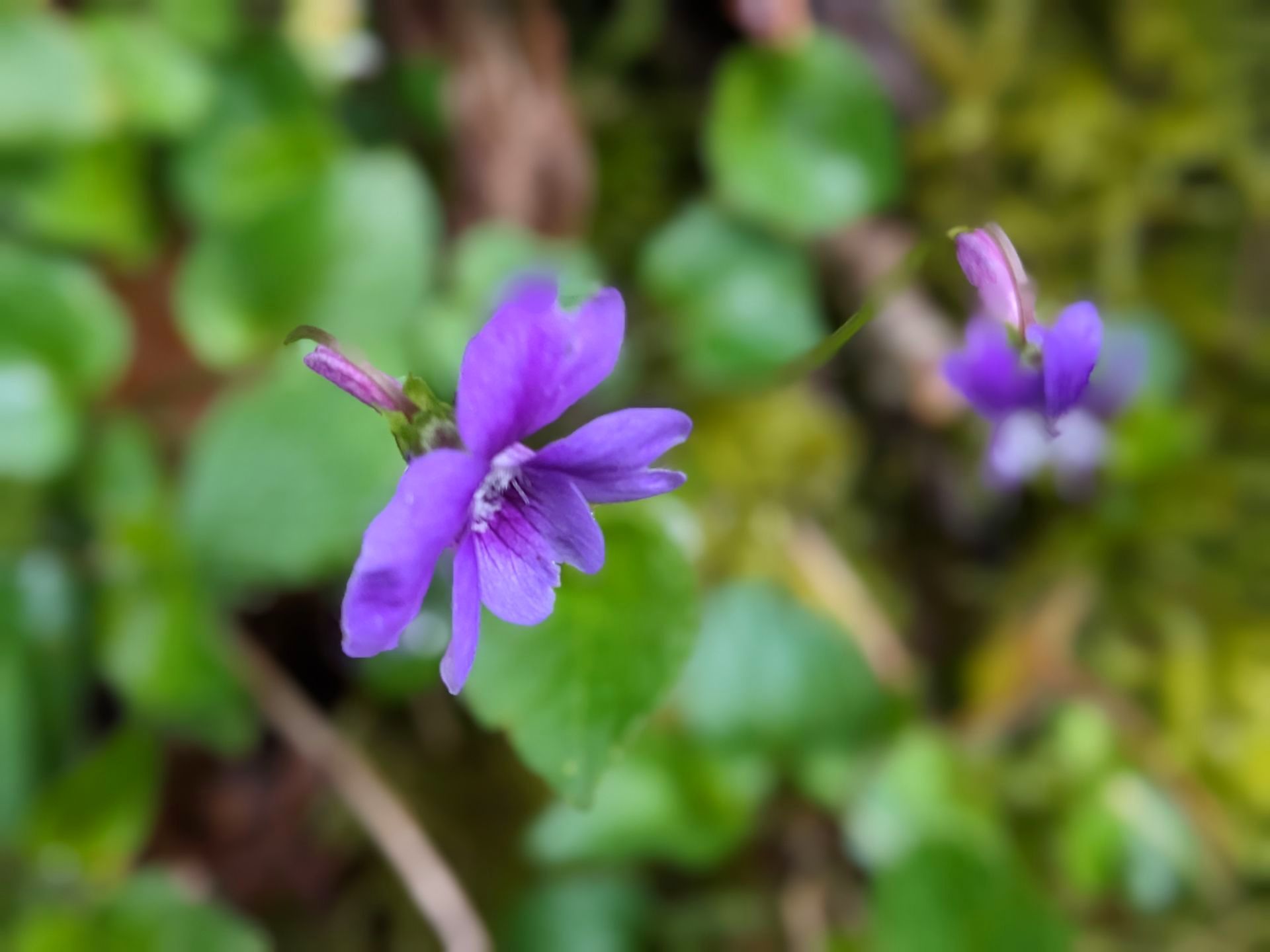 Spring Treasures Gallery - Photograph by Sue Cartwright, Spiral Leaf