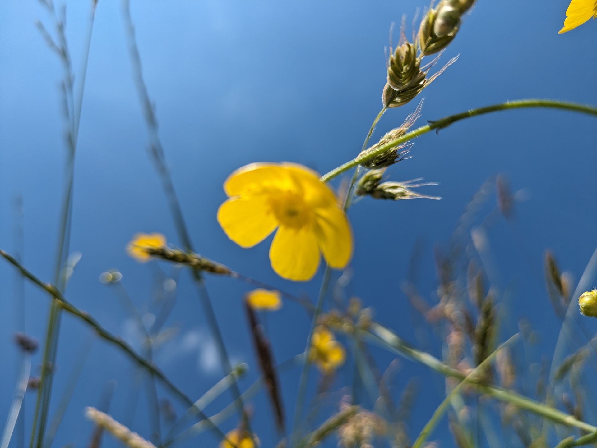 Wildflower Meadow Gallery - Photograph by Sue Cartwright, Spiral Leaf