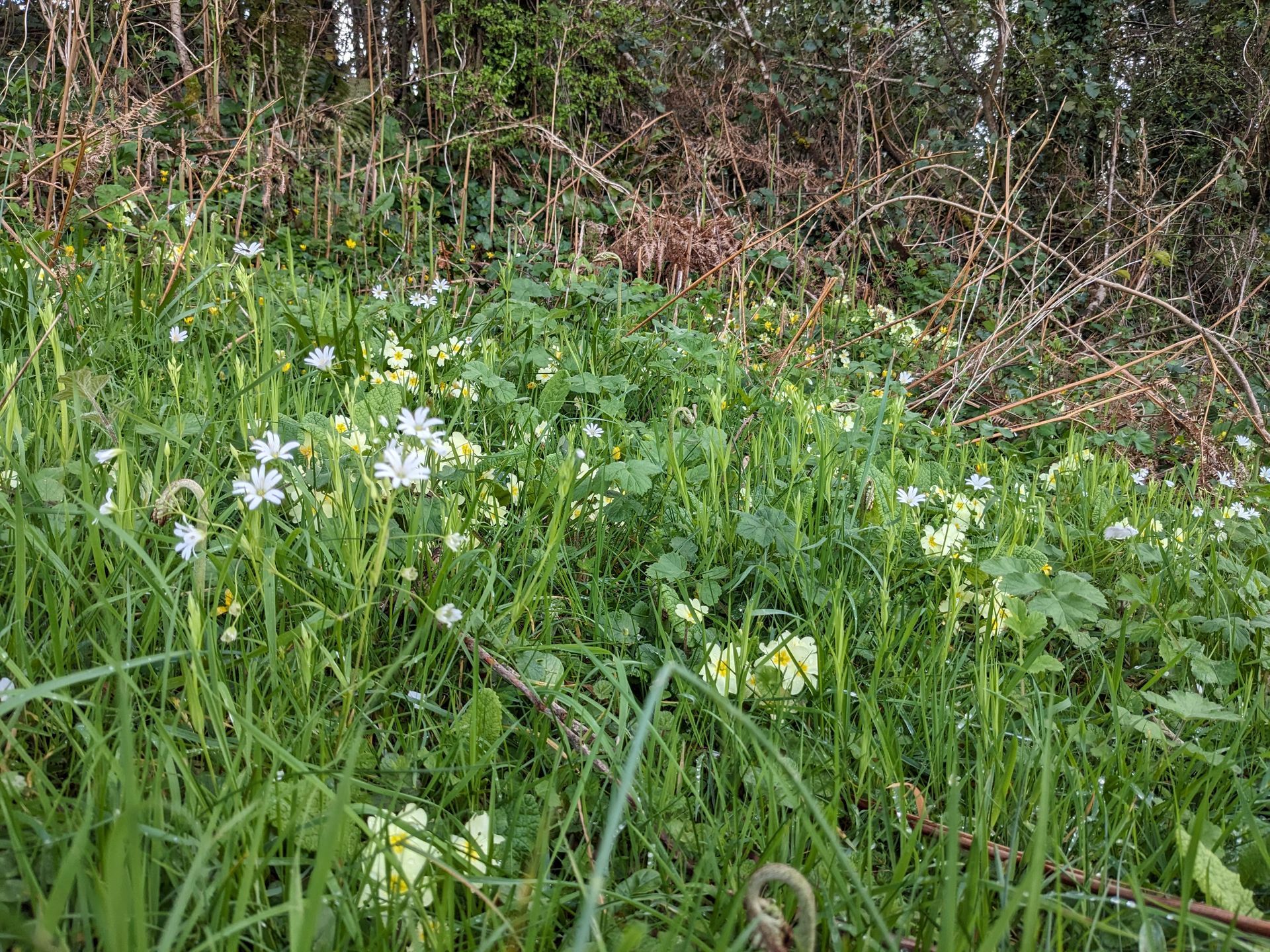 Wildflower Meadow Gallery - Photograph by Sue Cartwright, Spiral Leaf