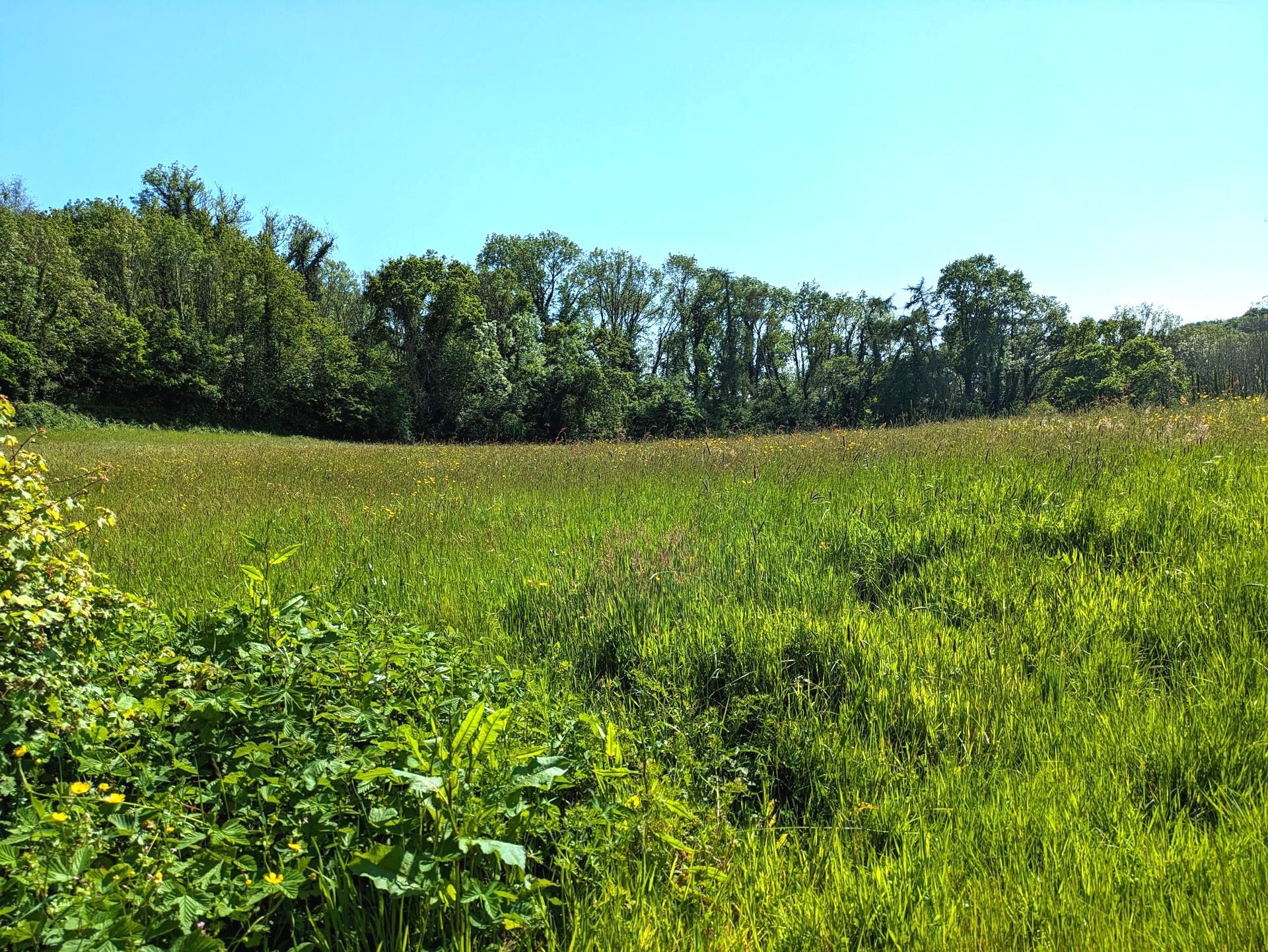 Wildflower Meadow Gallery - Photograph by Sue Cartwright, Spiral Leaf