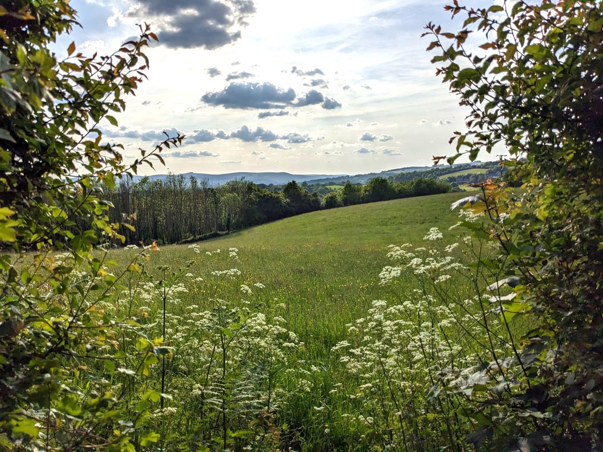 Wildflower Meadow Gallery - Photograph by Sue Cartwright, Spiral Leaf