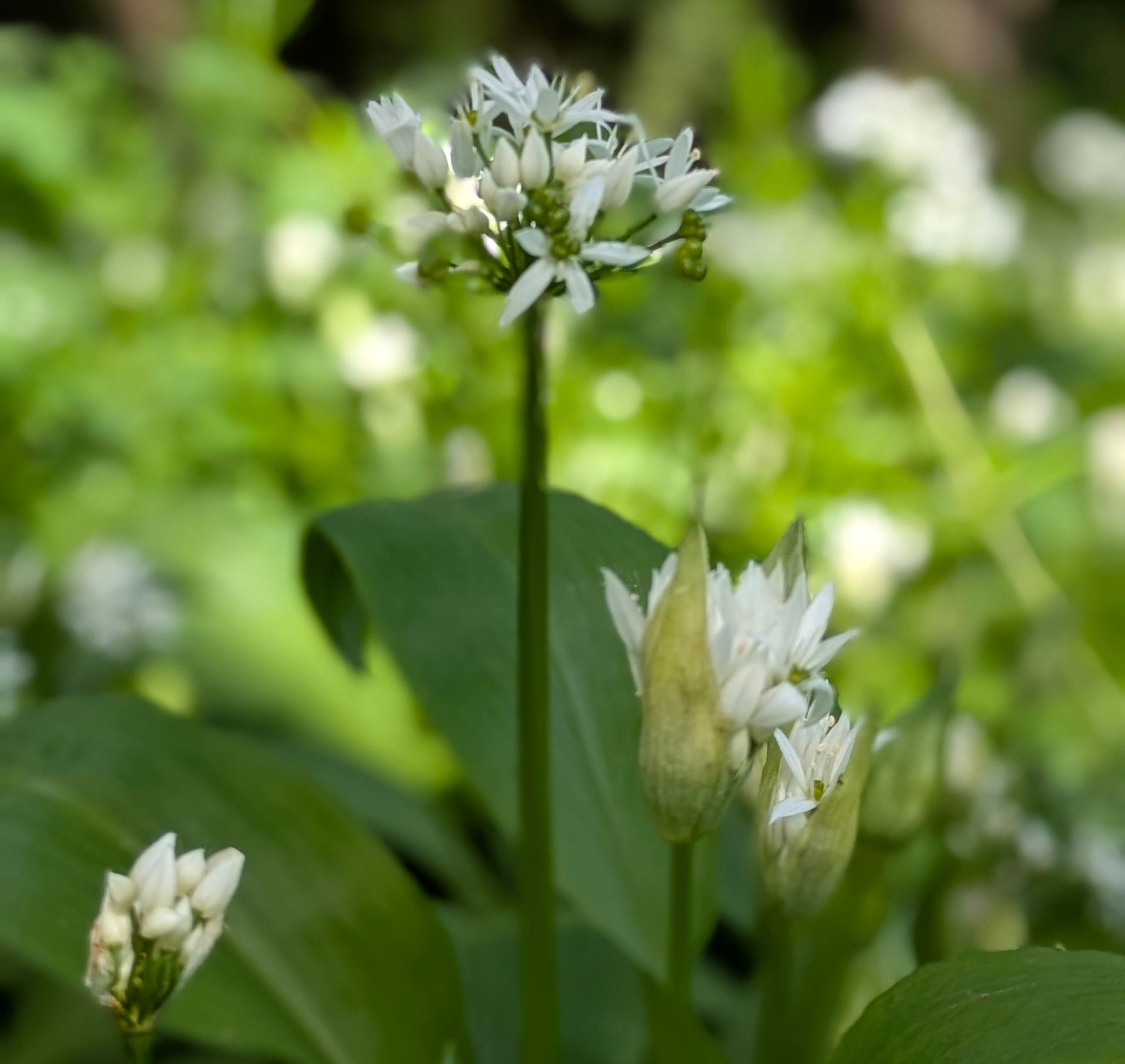 A Healing Herb (Wild Garlic) by Sue Cartwright, Spiral Leaf A Healing Herb (WIld Garlic) by Sue Cartwright, Spiral Leaf