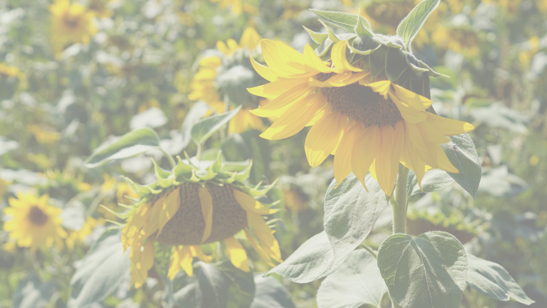 A post with ideas and things to do in Nature in July