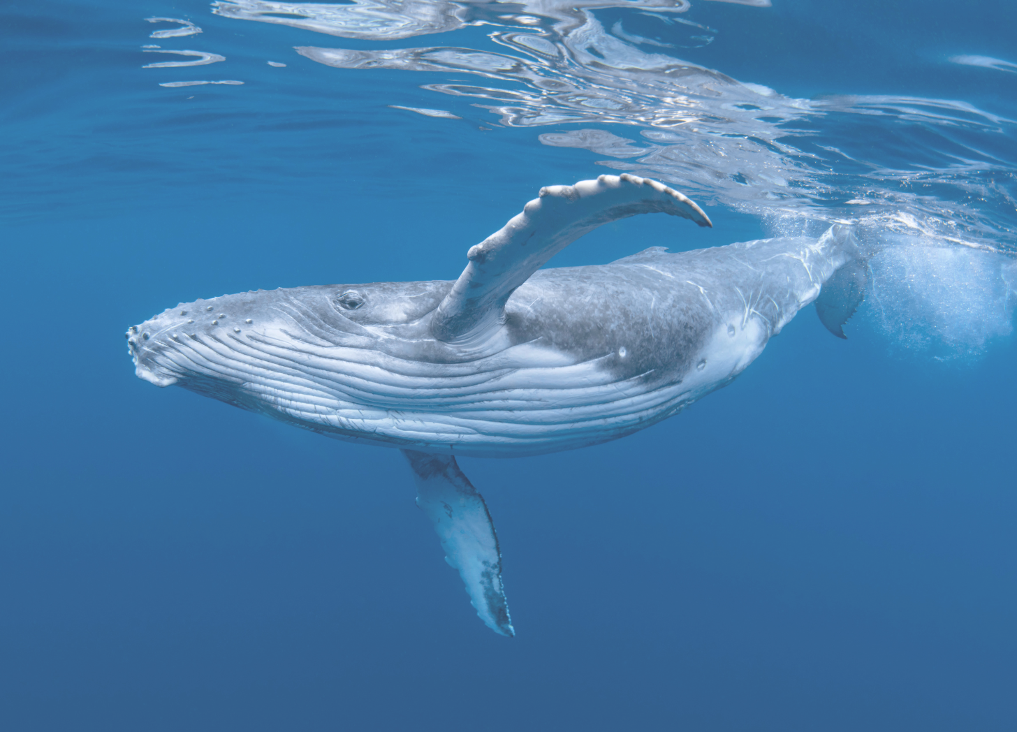 Ocean Whales by Sue Cartwright, Spiral Leaf