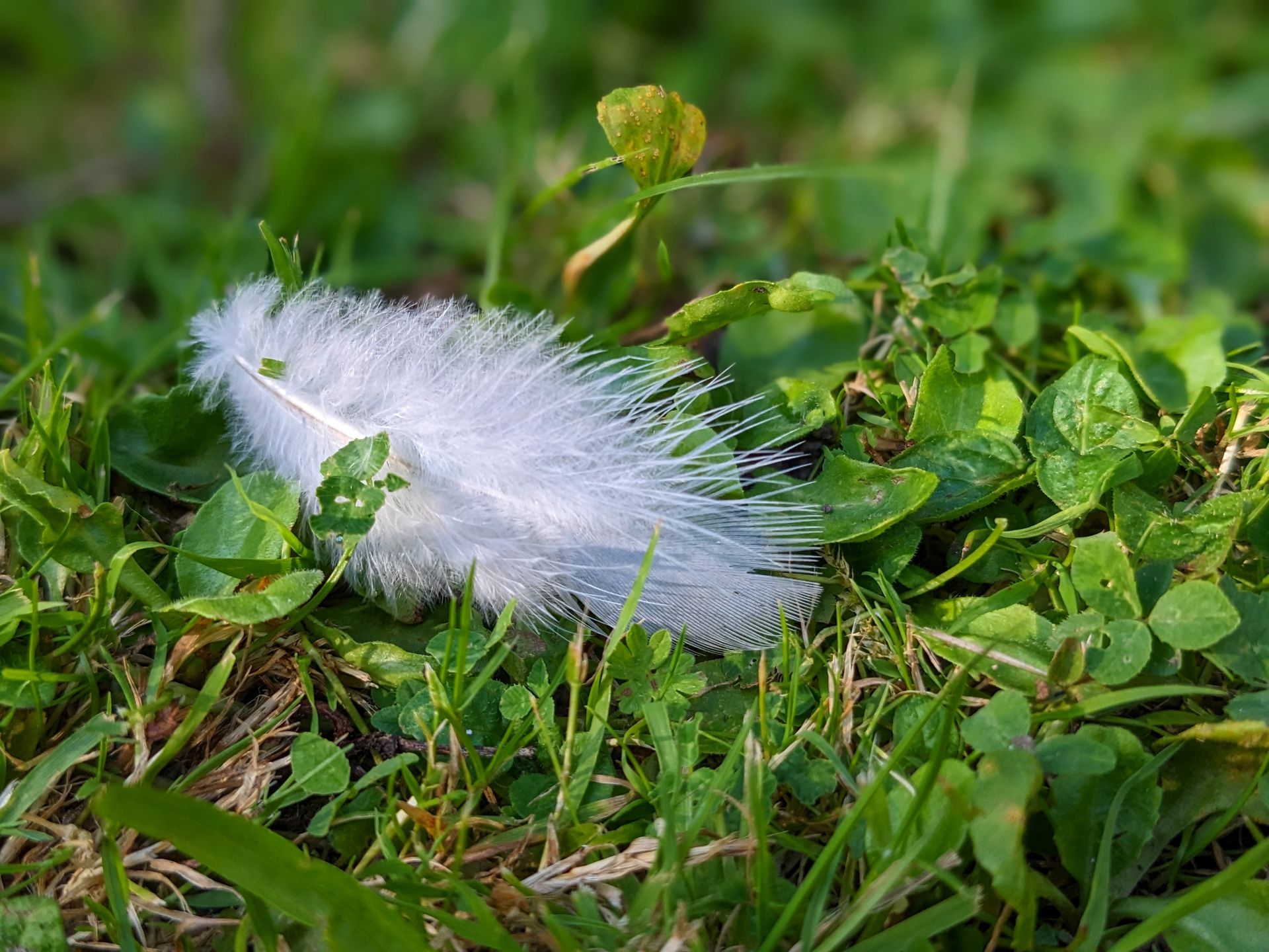 A poem about the beauty and perfection of Nature's feathers