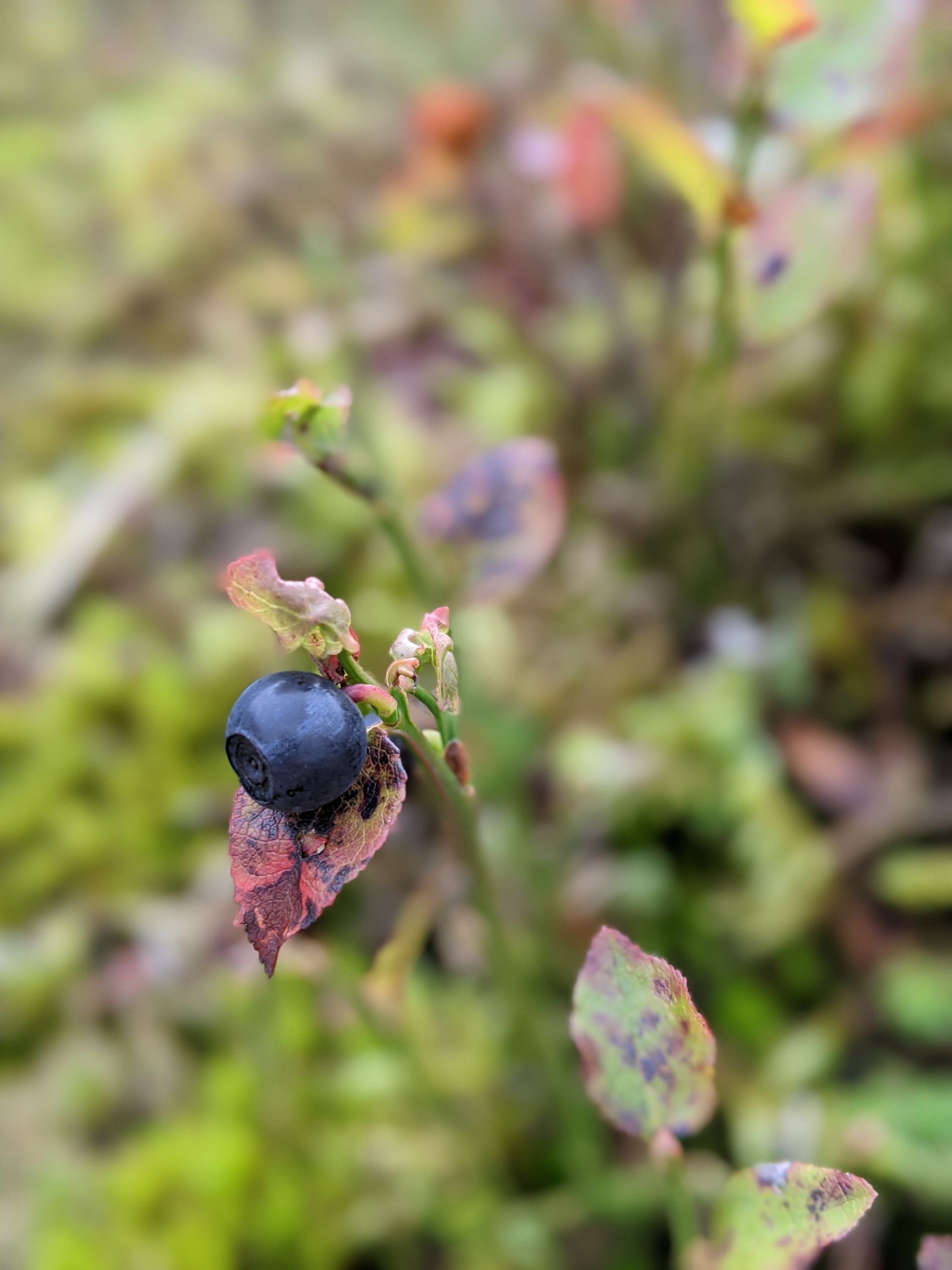Foraging for Nature's Bounty by Sue Cartwright, Spiral Leaf