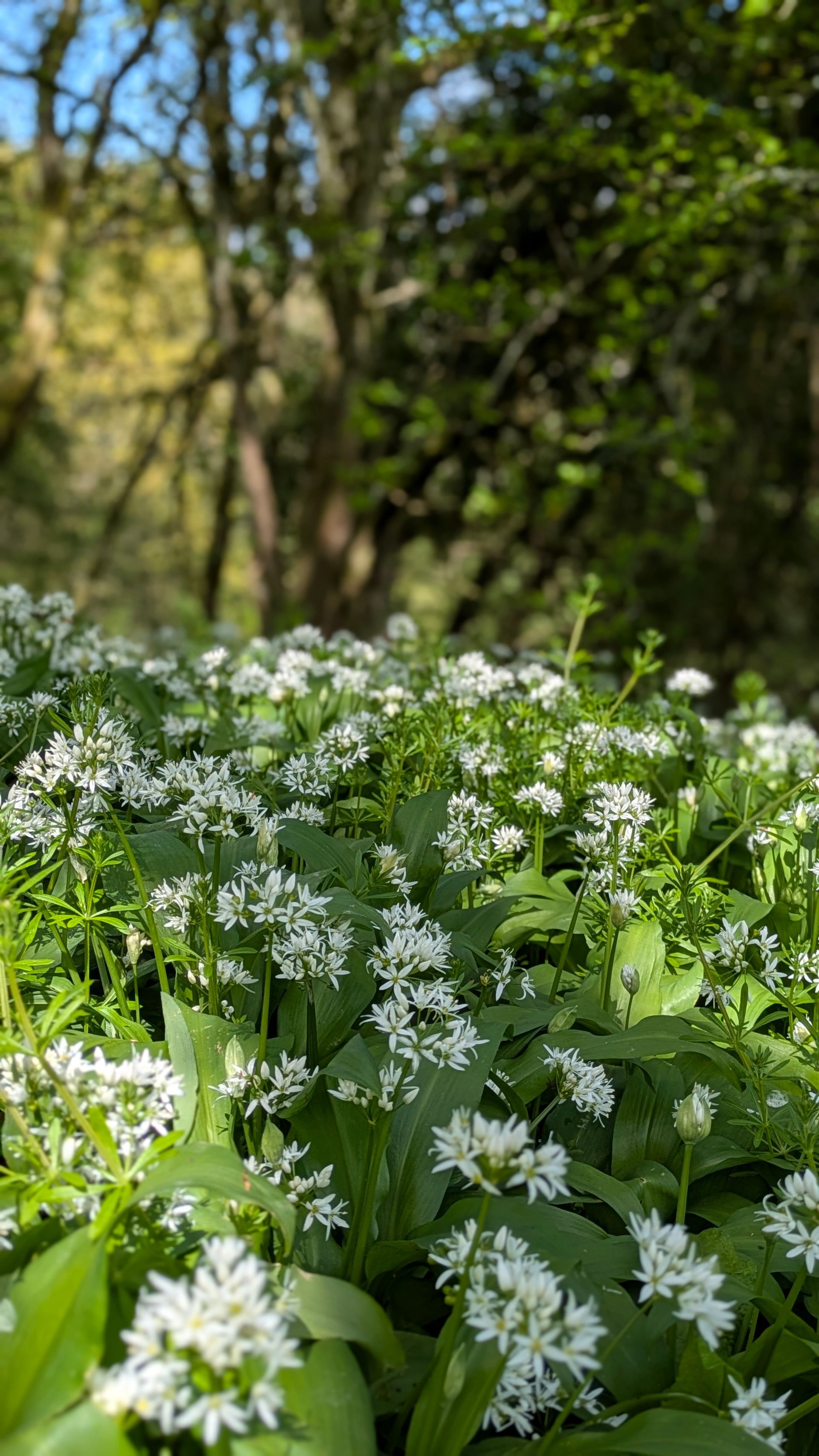 A Healing Herb (Wild Garlic) by Sue Cartwright, Spiral Leaf