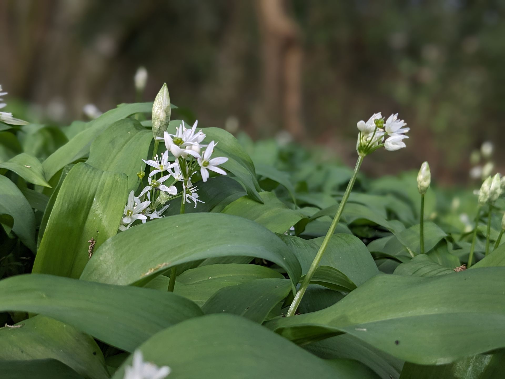 Welcome March 2024 by Sue Cartwright, Spiral Leaf