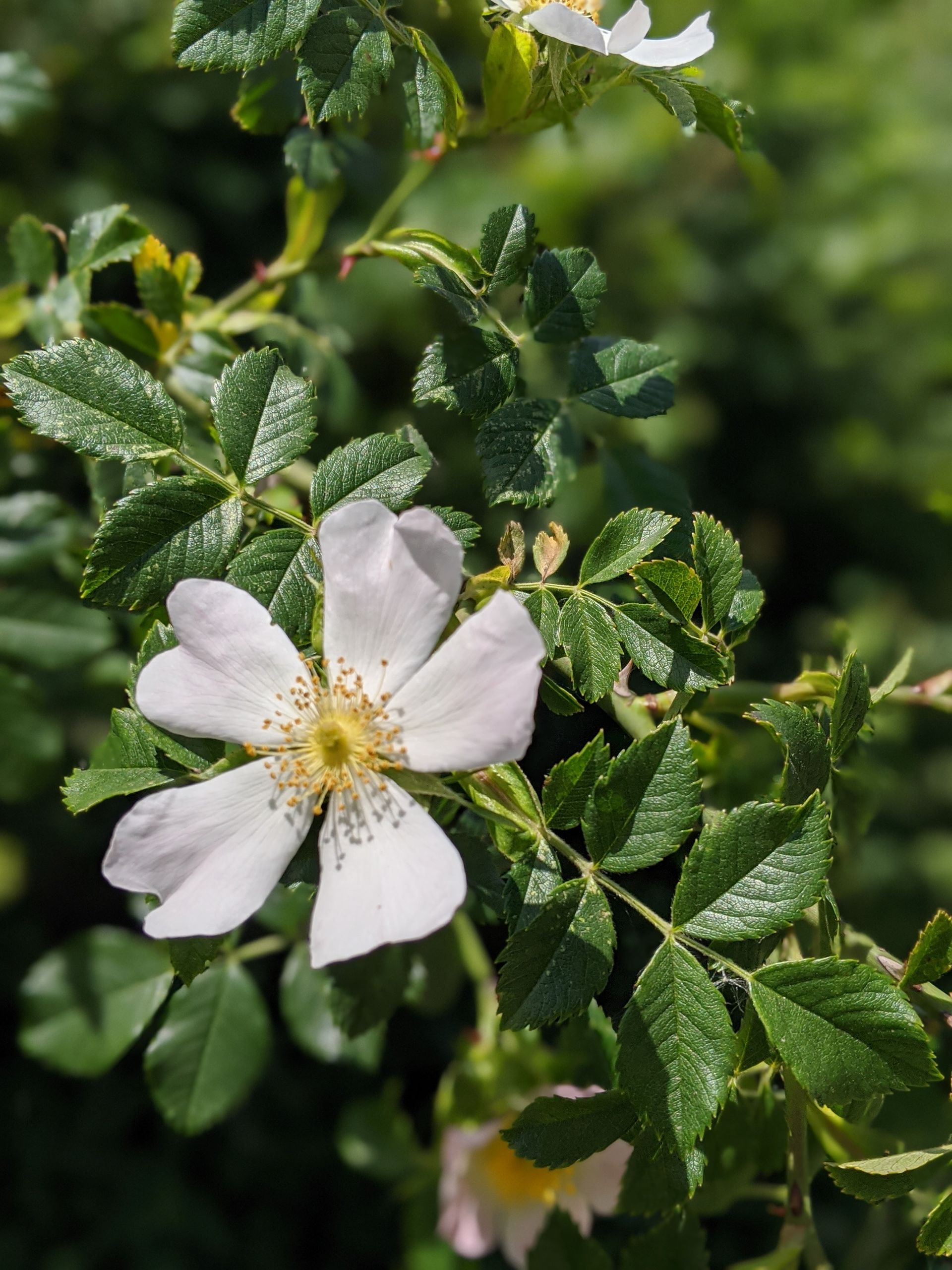 Foraging for Nature's Bounty by Sue Cartwright, Spiral Leaf