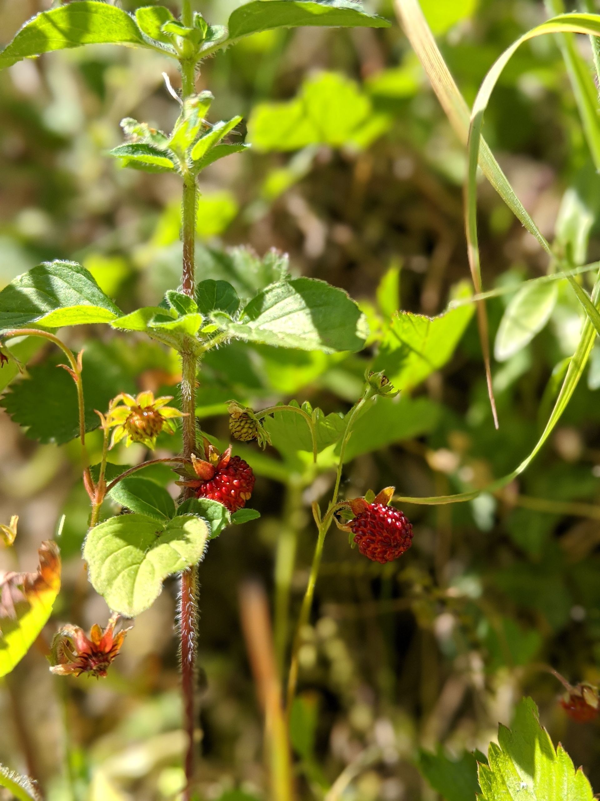 Foraging for Nature's Bounty by Sue Cartwright, Spiral Leaf