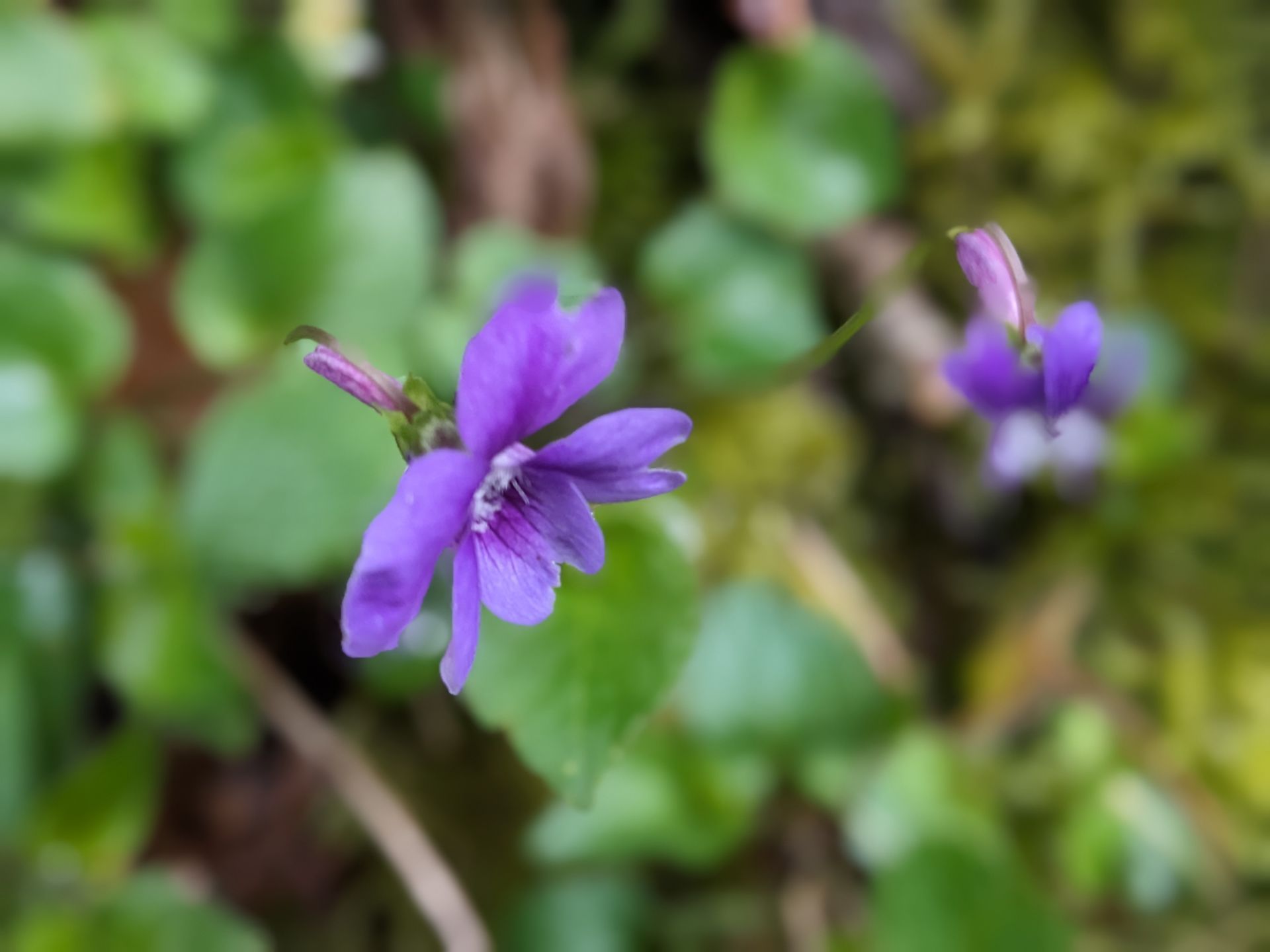 Foraging for Nature's Bounty by Sue Cartwright, Spiral Leaf