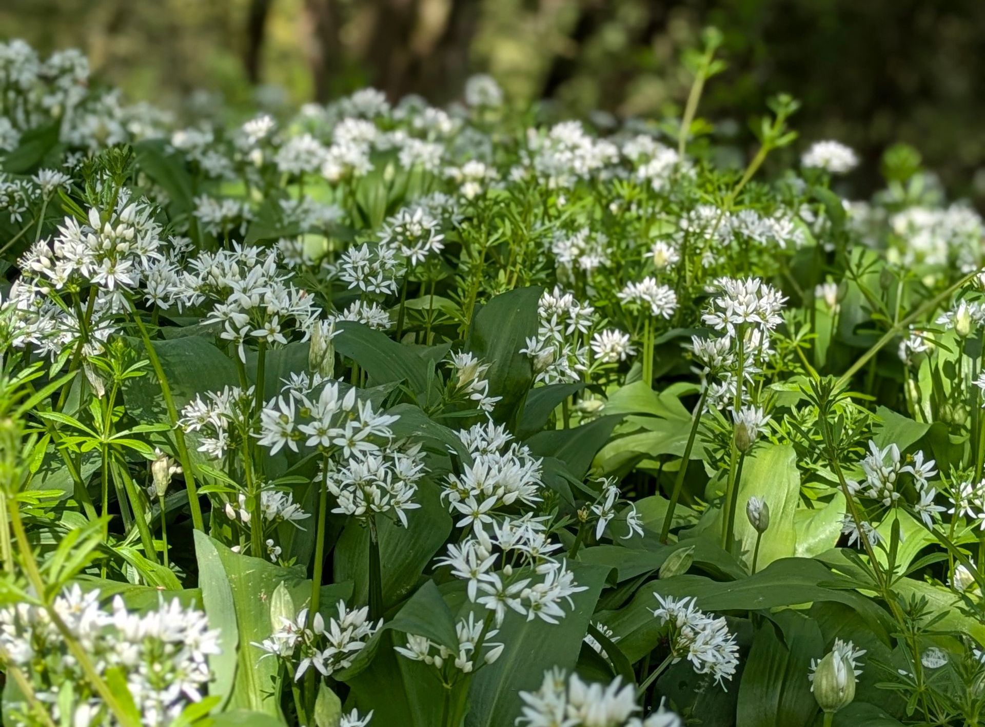 A Healing Herb (Wild Garlic) by Sue Cartwright, Spiral Leaf A Healing Herb (WIld Garlic) by Sue Cartwright, Spiral Leaf