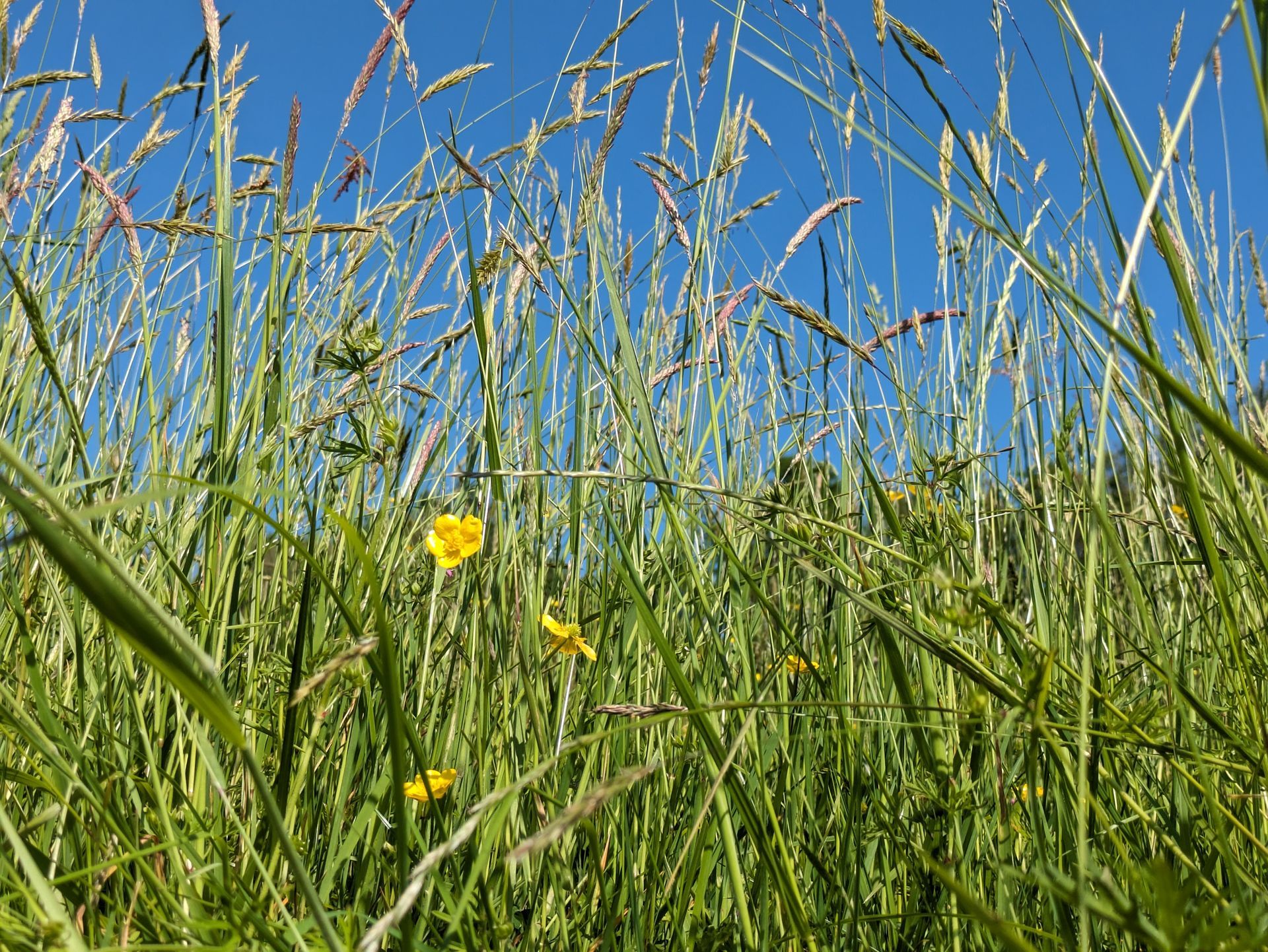 Wildflower Meadow Gallery - Photograph by Sue Cartwright, Spiral Leaf