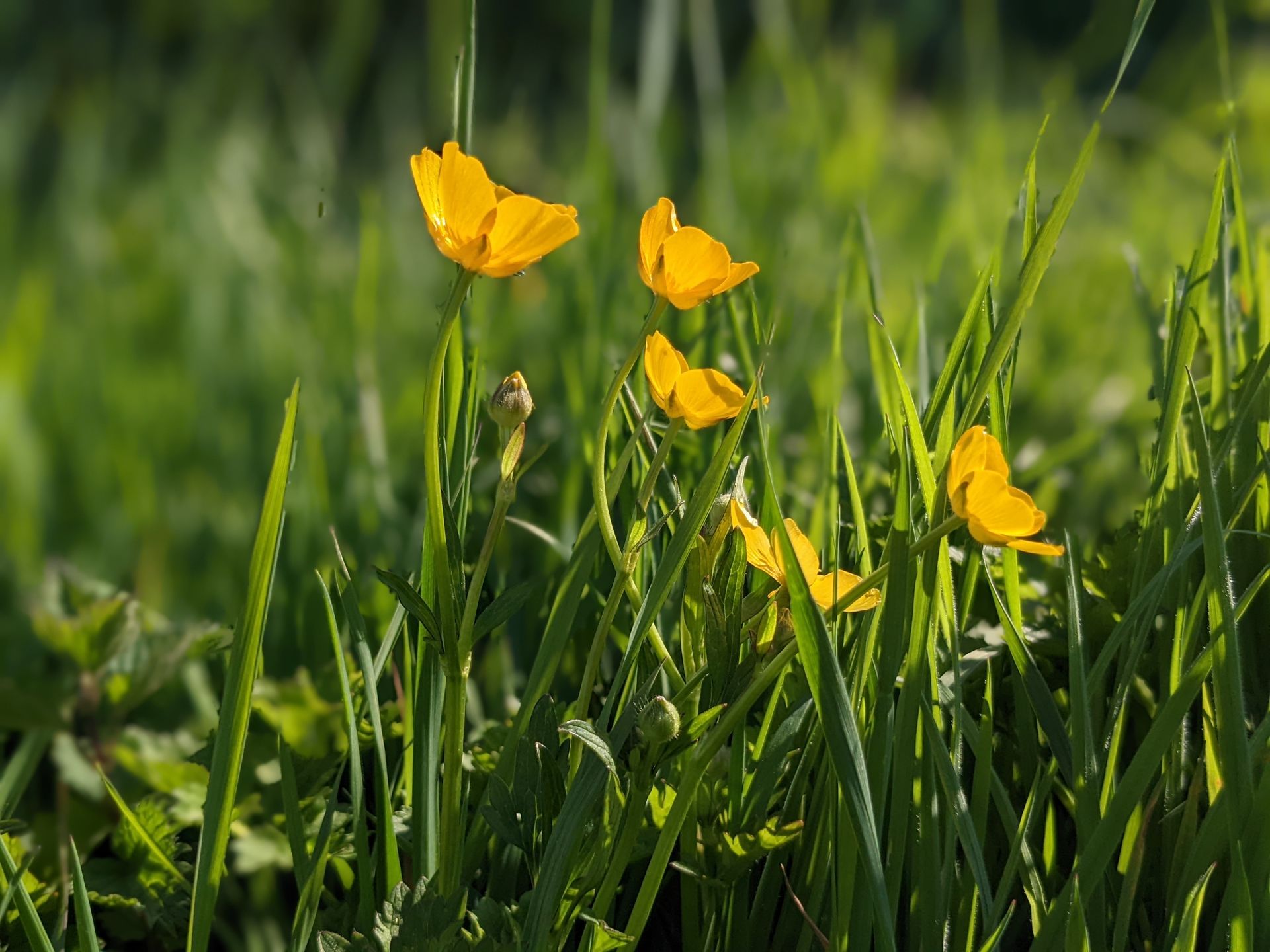 Wildflower Meadow Gallery - Photograph by Sue Cartwright, Spiral Leaf