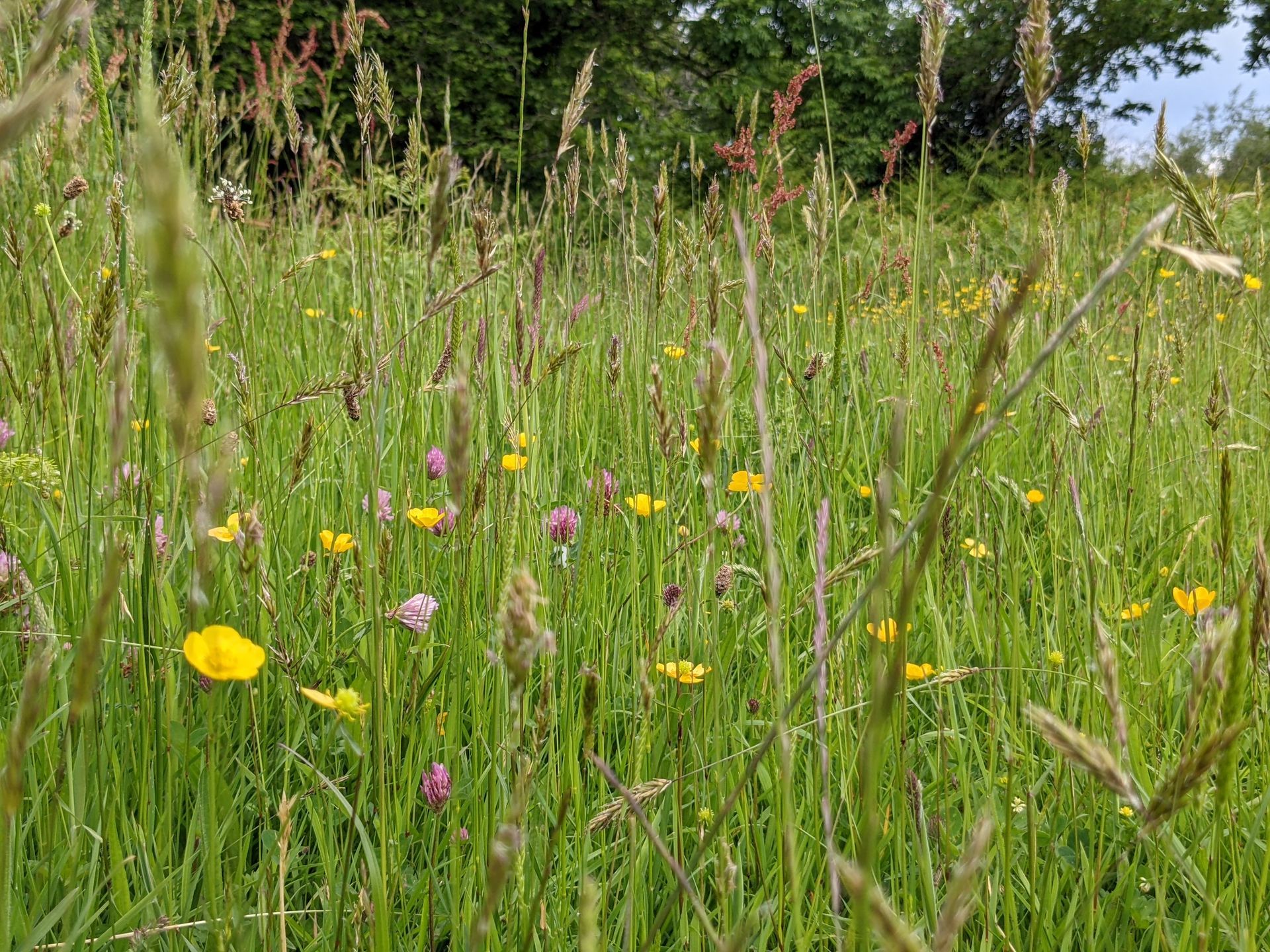 Wildflower Meadow Gallery by Sue Cartwright, Spiral Leaf