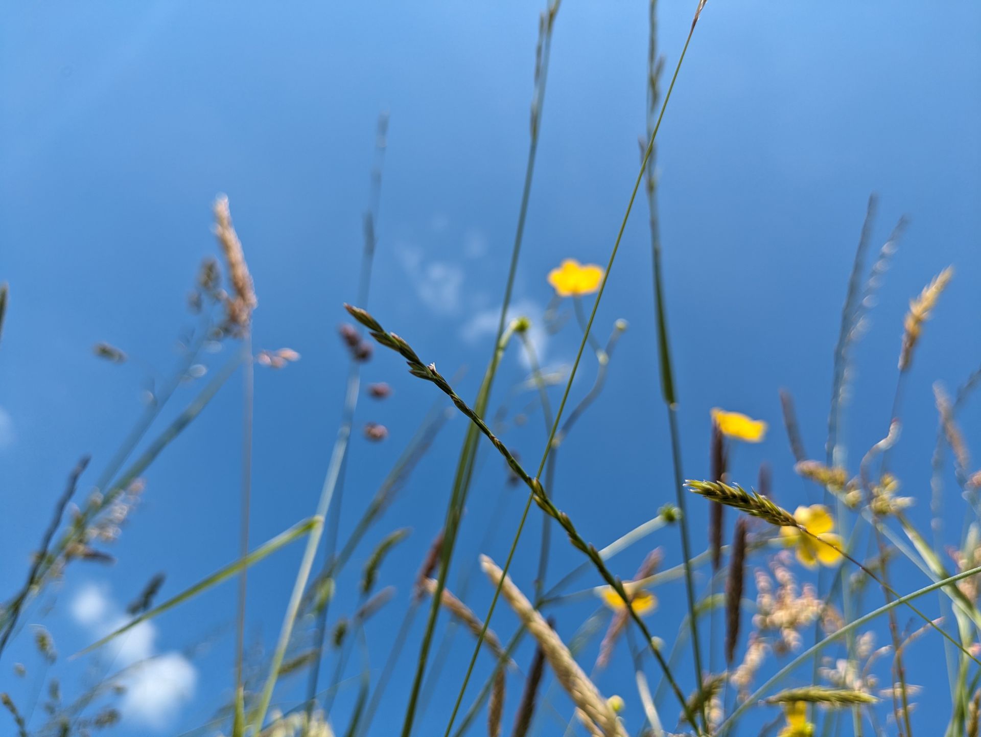 Wildflower Meadow Gallery - Photograph by Sue Cartwright, Spiral Leaf