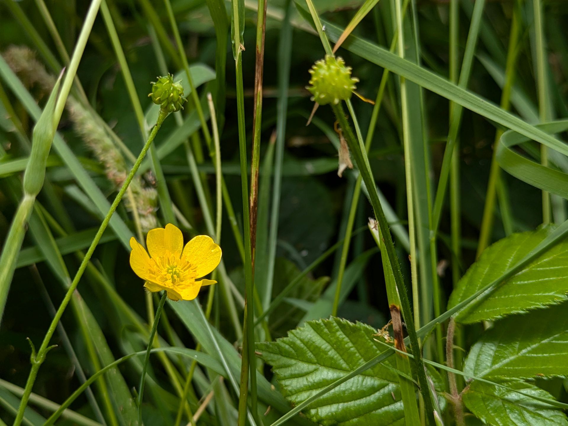 Wildflower Meadow Gallery - Photograph by Sue Cartwright, Spiral Leaf